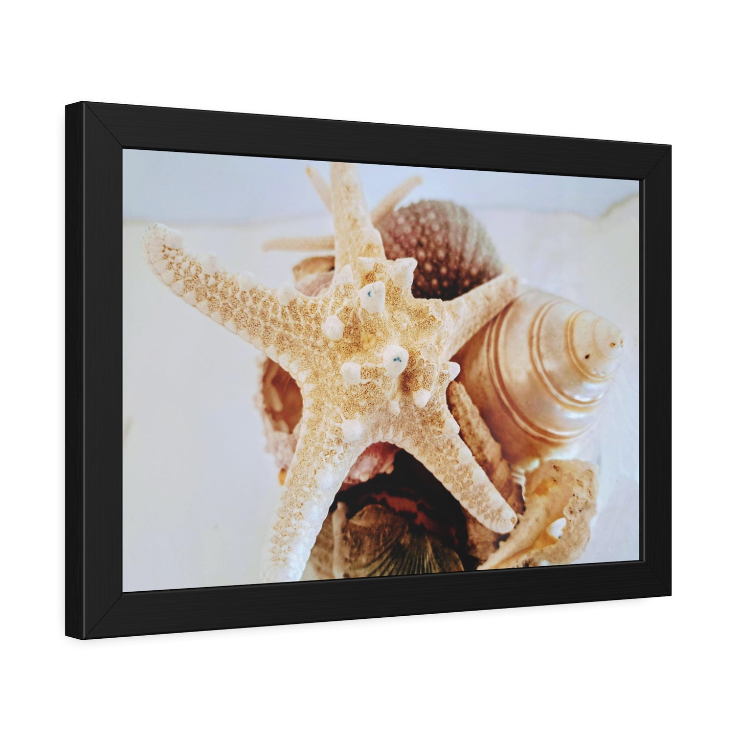 Shells 2 (framed print)