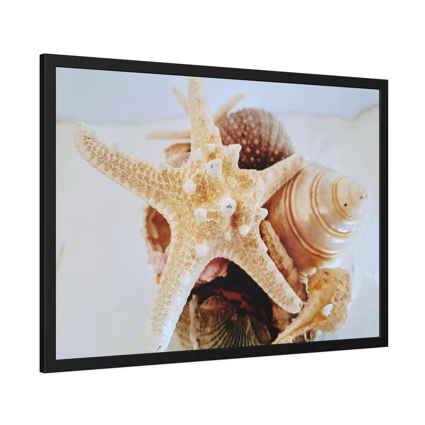 Shells 2 (framed print)