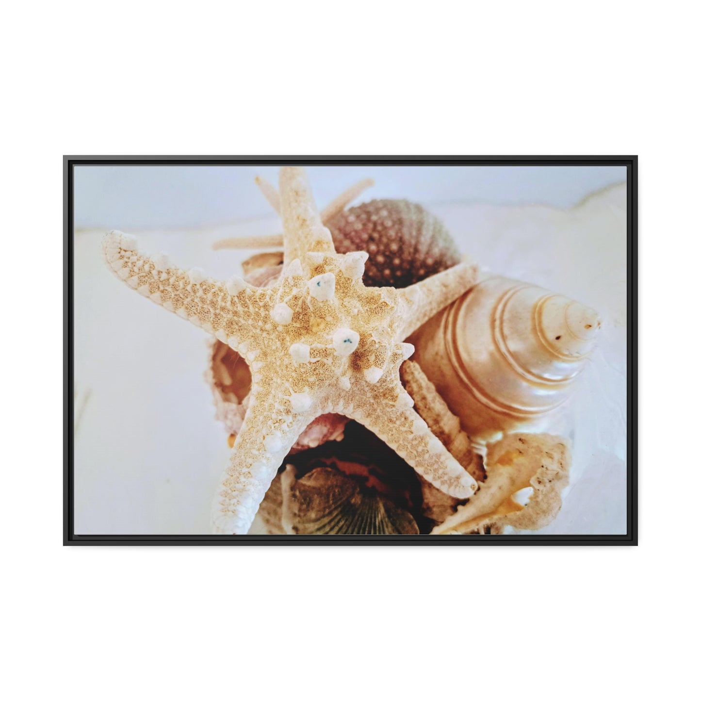 Shells 2 (framed canvas)