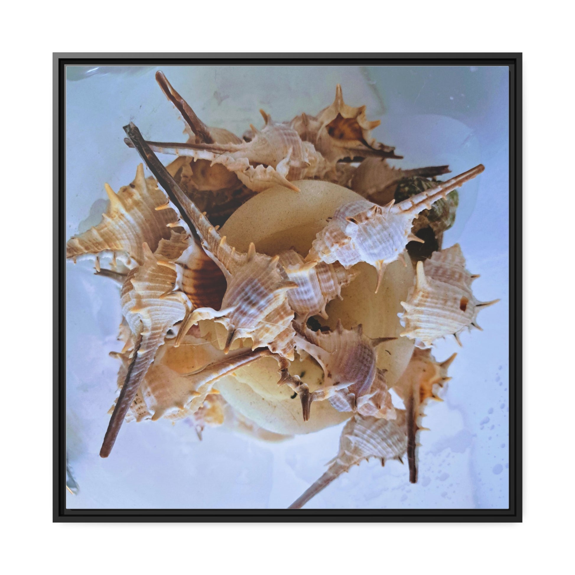 Shells (framed canvas) - Love Ya Wall Art