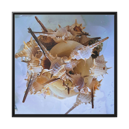 Shells (framed canvas) - Love Ya Wall Art