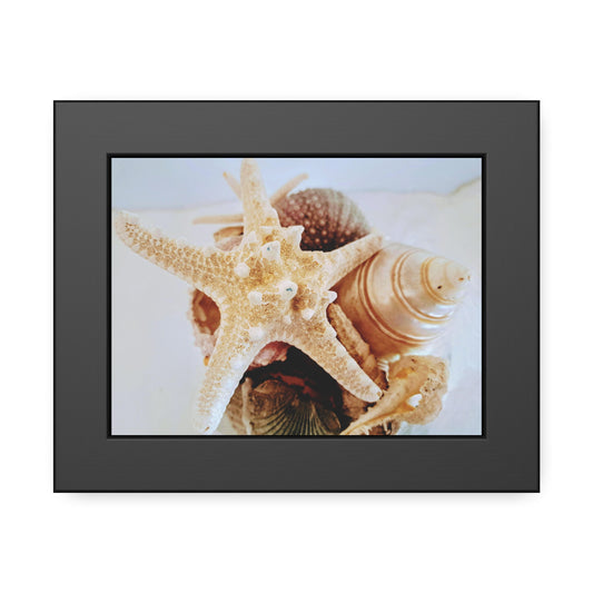 Shells 2 (framed print)