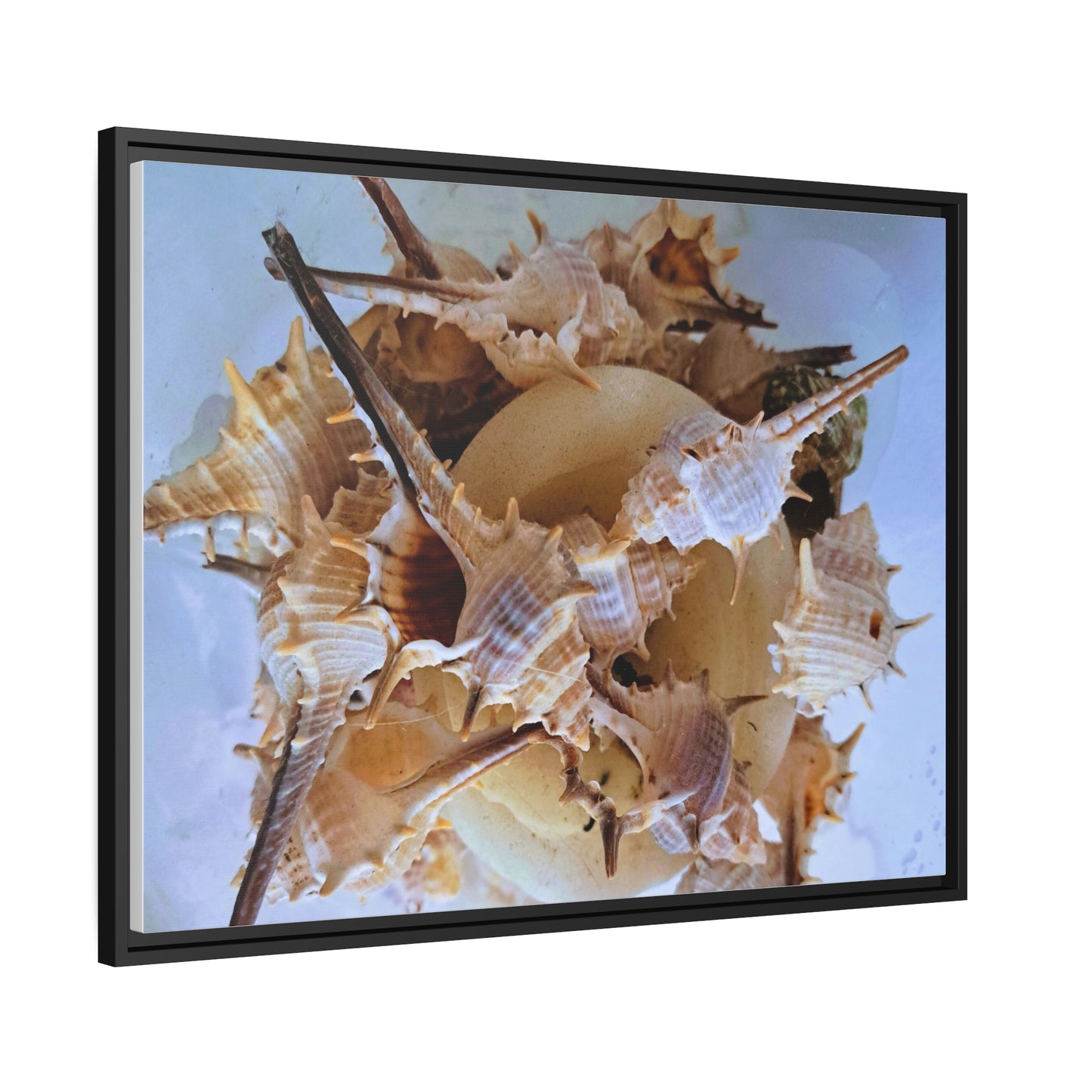 Shells (framed canvas) - Love Ya Wall Art