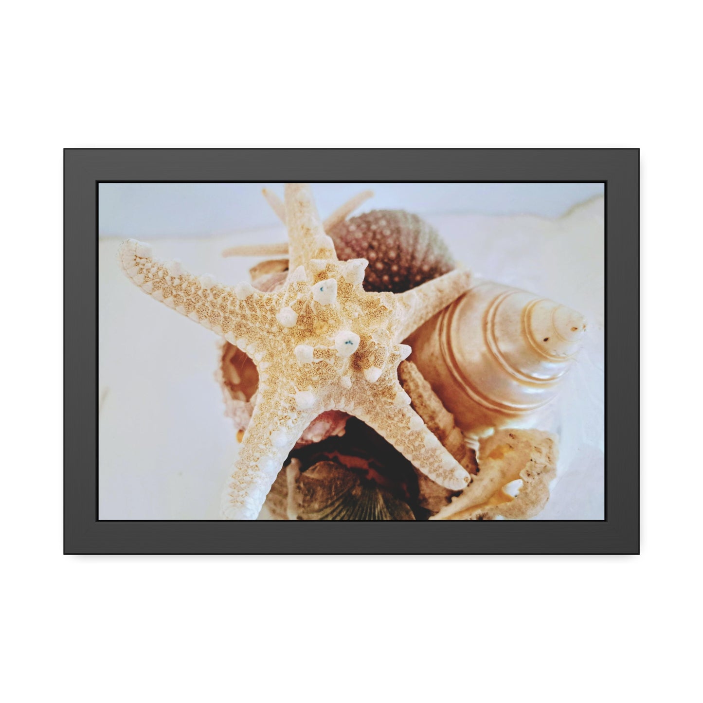 Shells 2 (framed print)