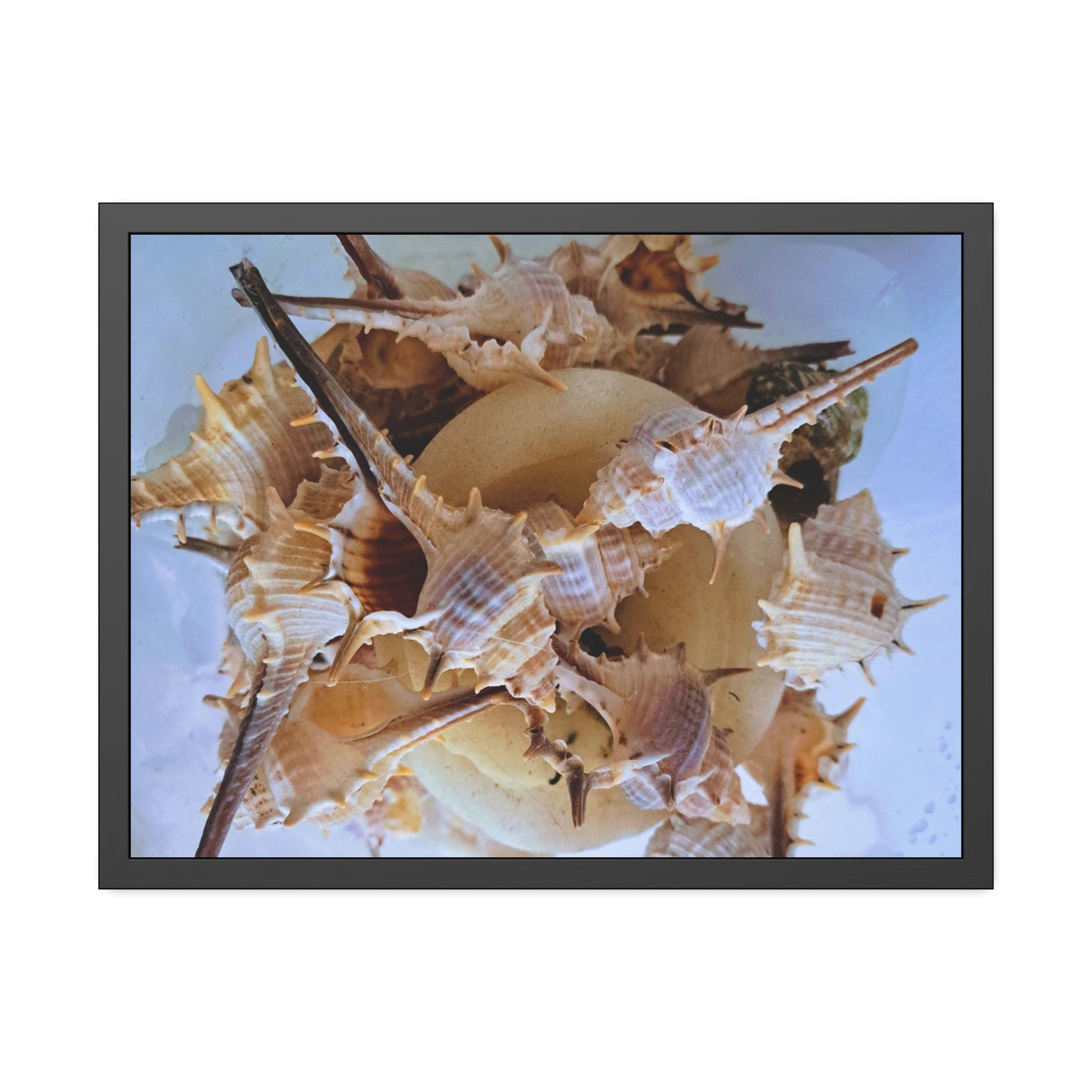 Shells (framed print)