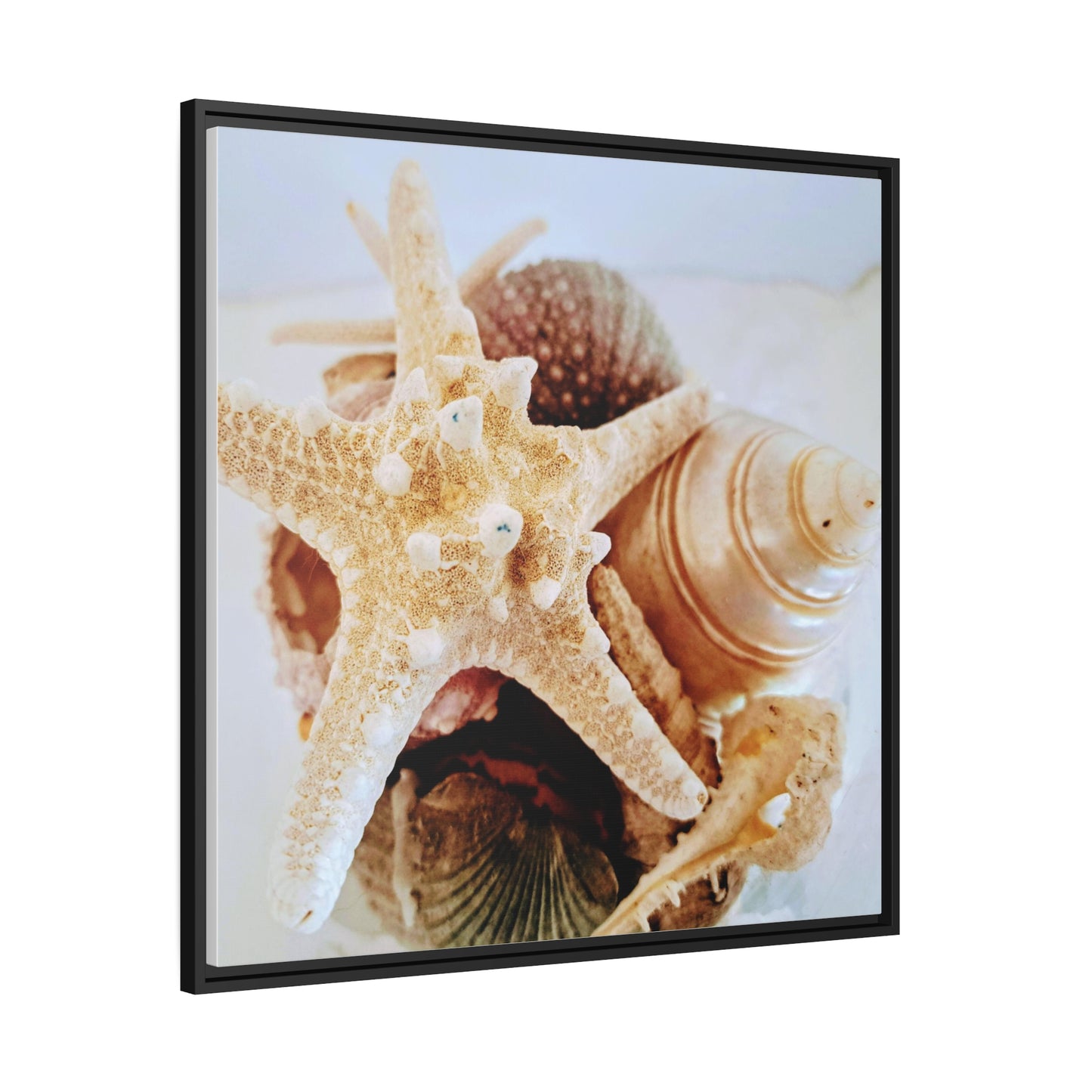 Shells 2 (framed canvas)