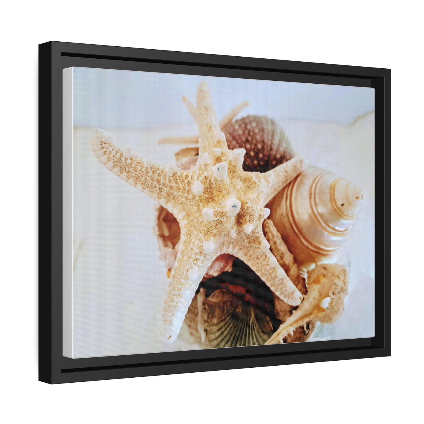 Shells 2 (framed canvas)