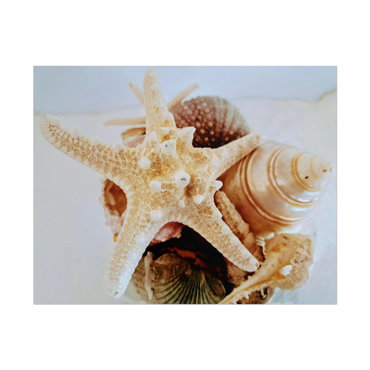 Shells 2 (print)