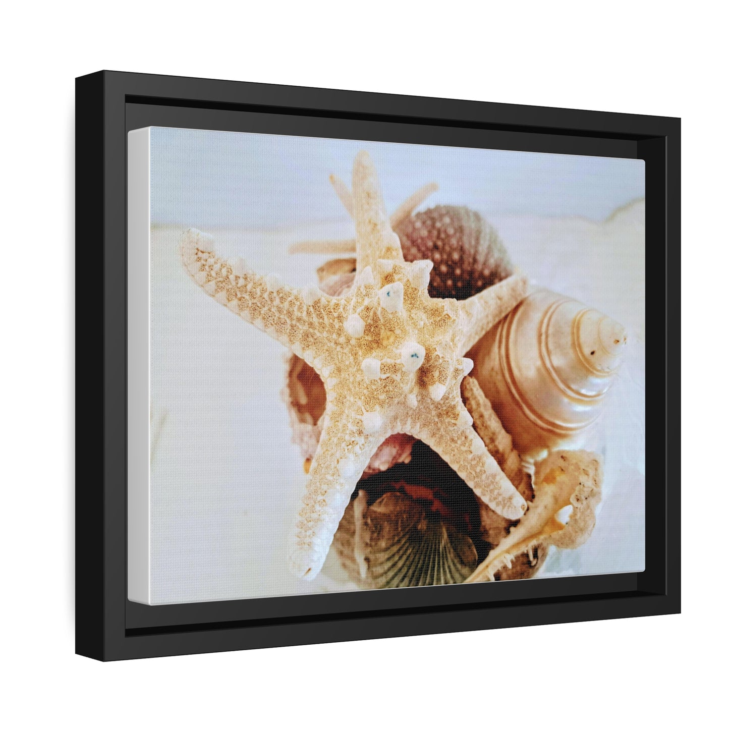 Shells 2 (framed canvas)