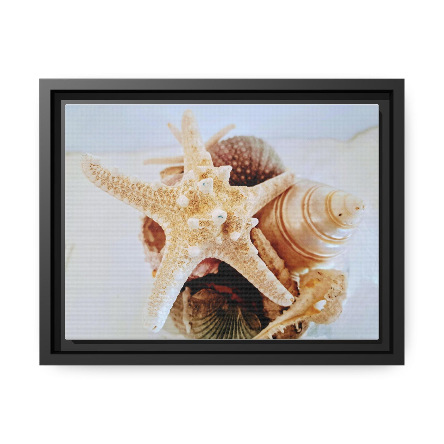 Shells 2 (framed canvas)