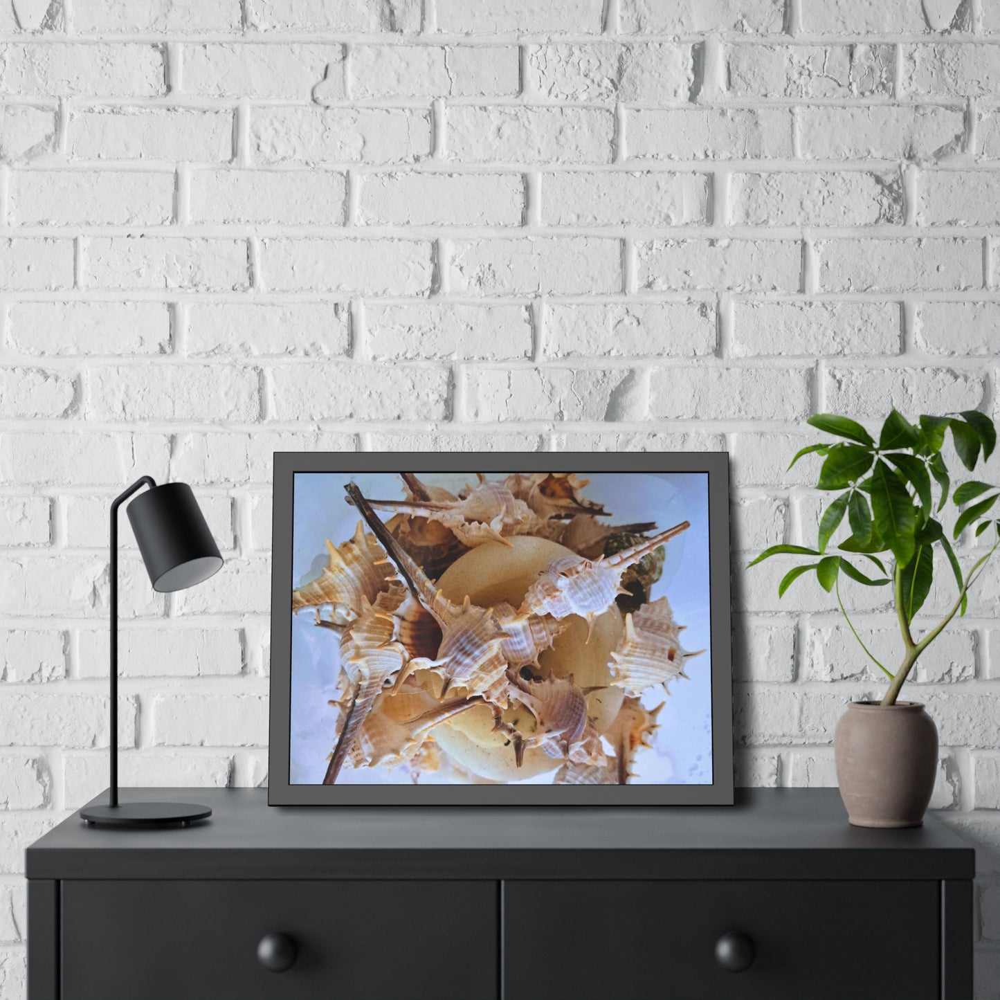 Shells (framed print)