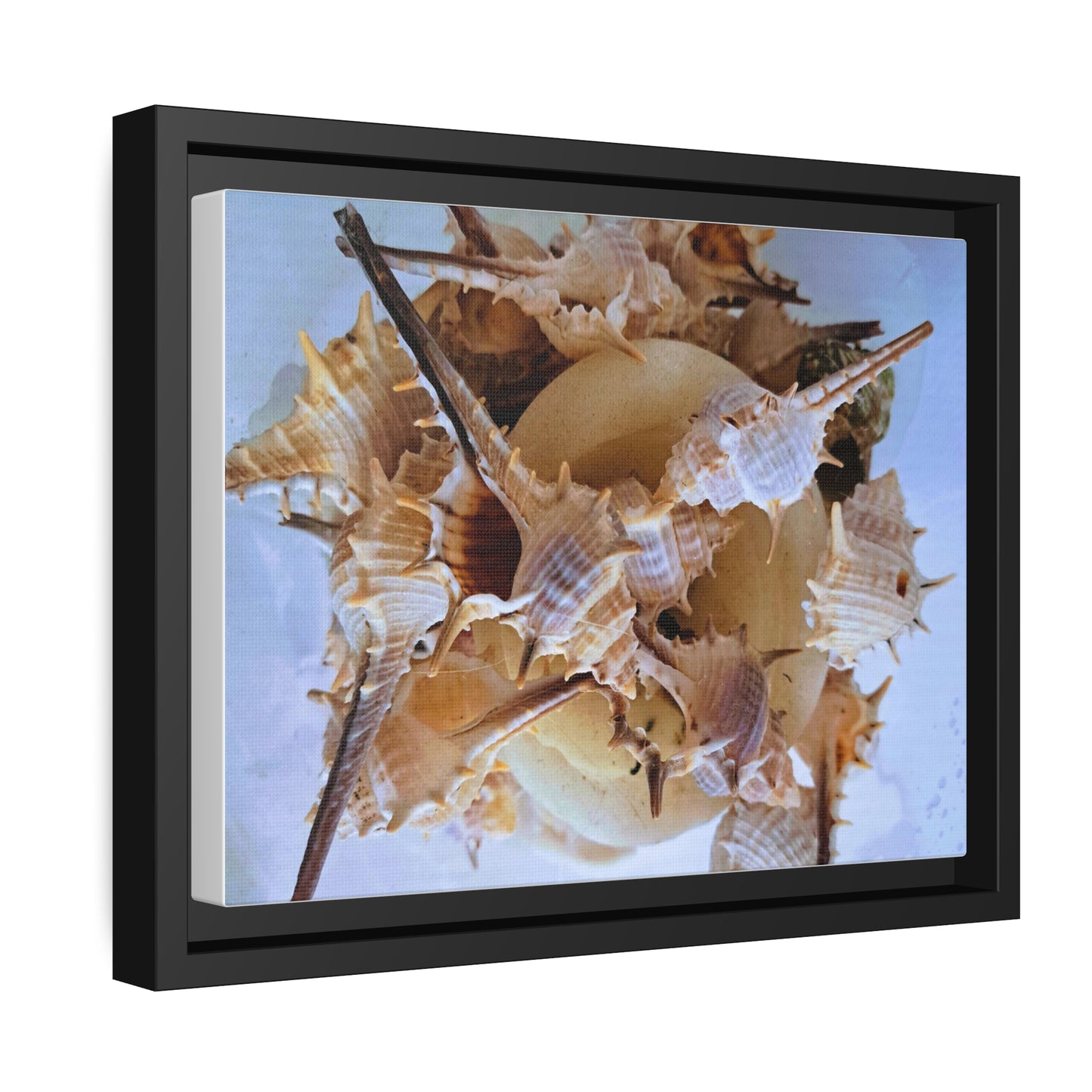 Shells (framed canvas) - Love Ya Wall Art