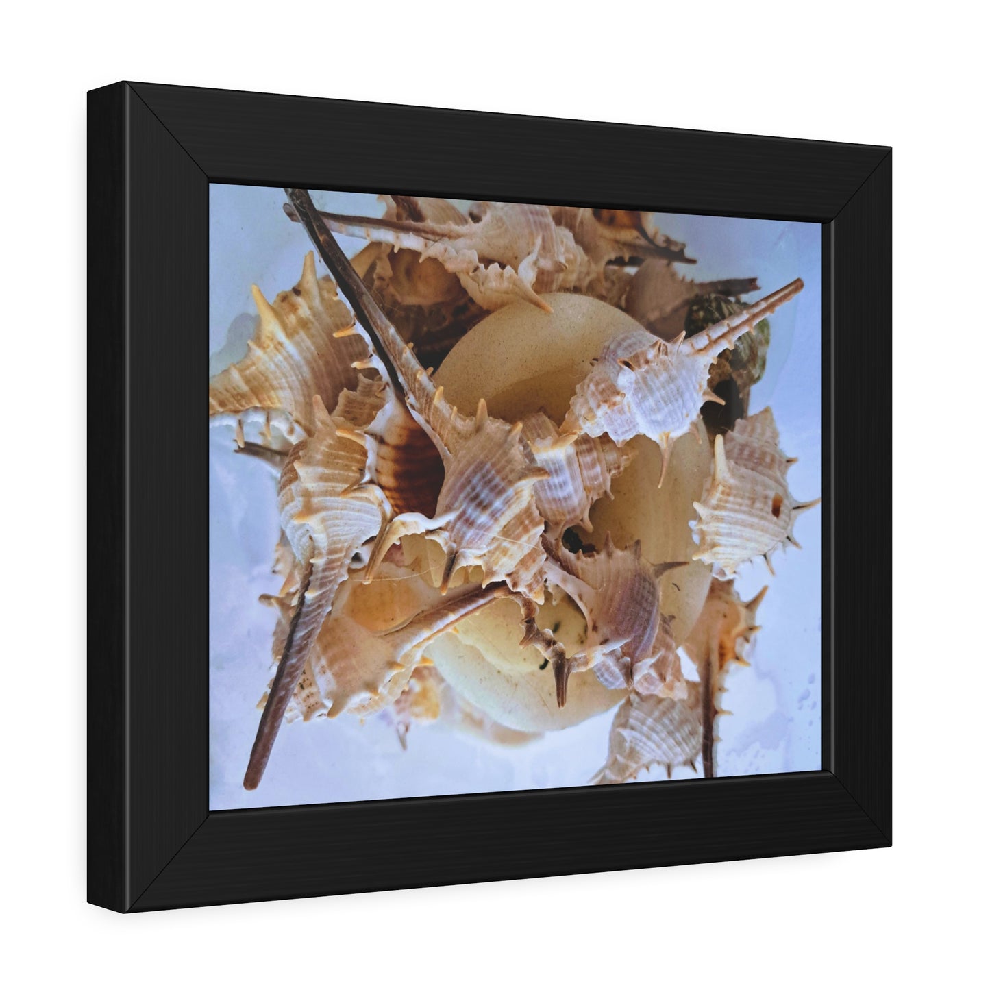 Shells (framed print)