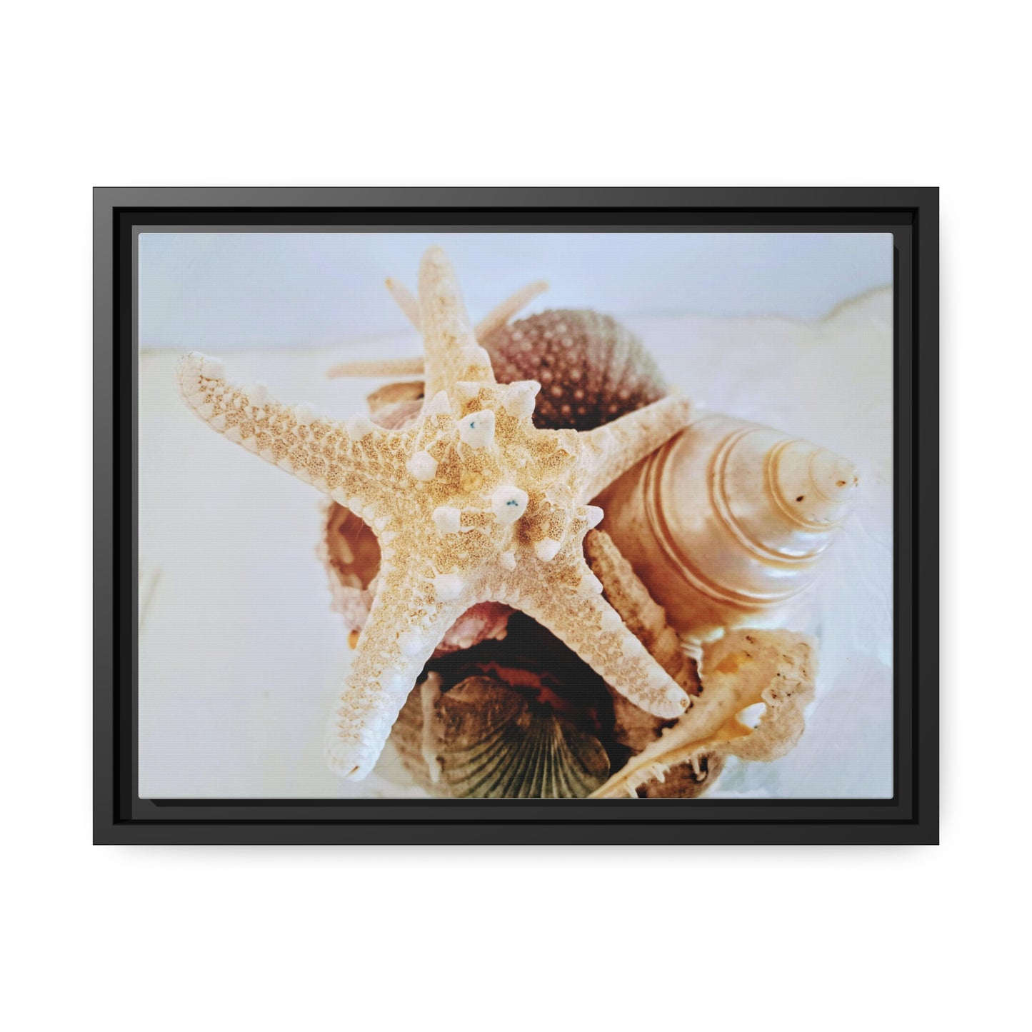 Shells 2 (framed canvas)