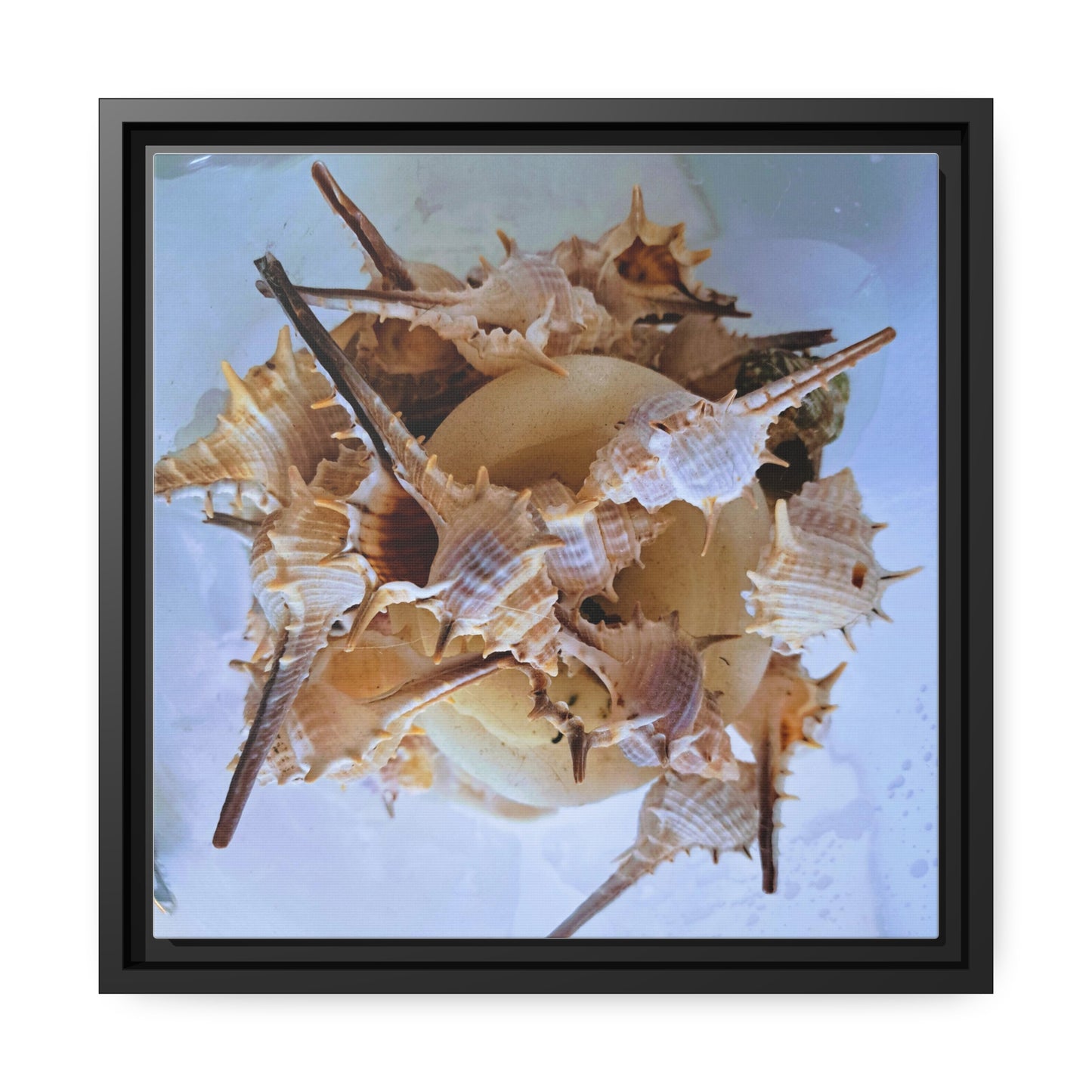 Shells (framed canvas) - Love Ya Wall Art