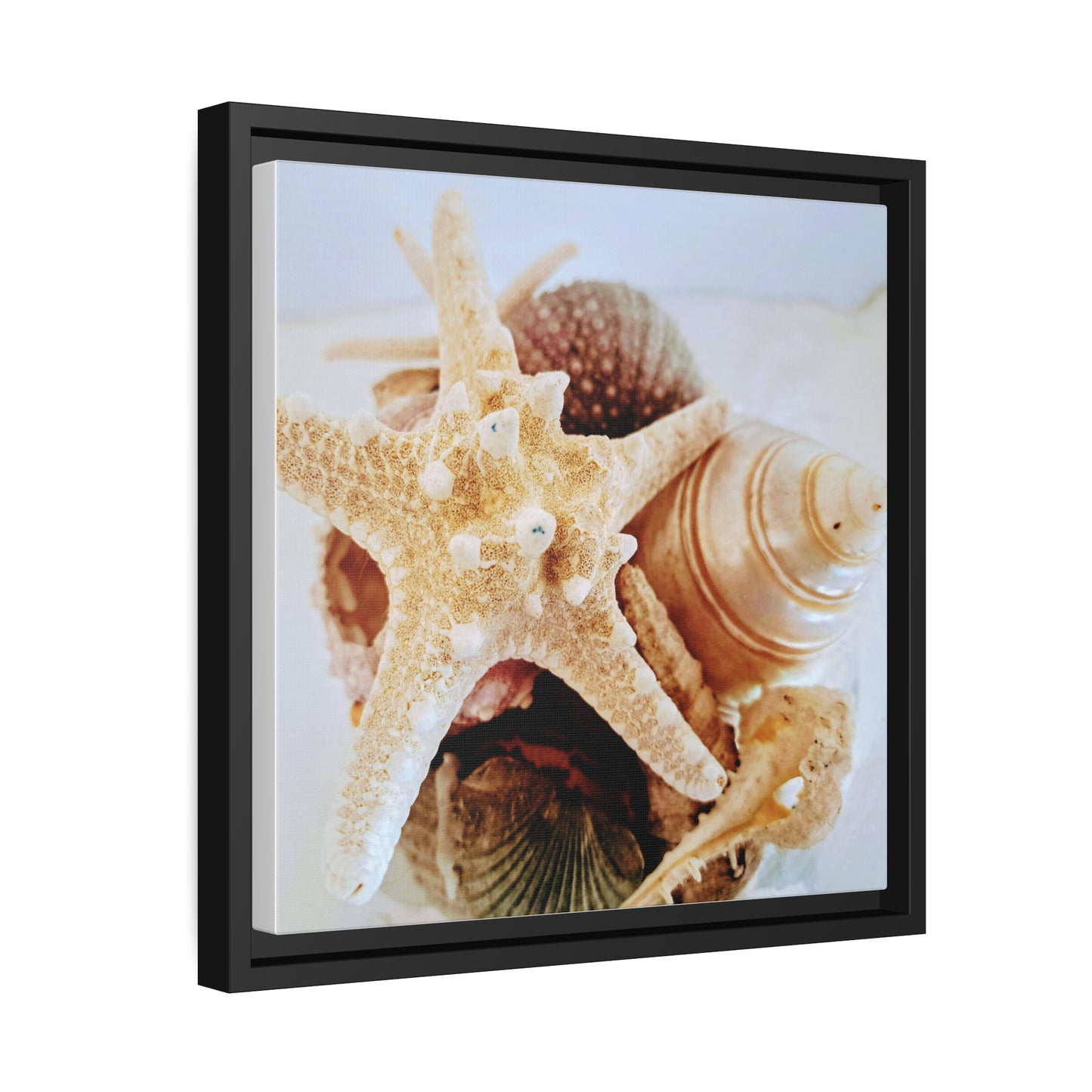 Shells 2 (framed canvas)