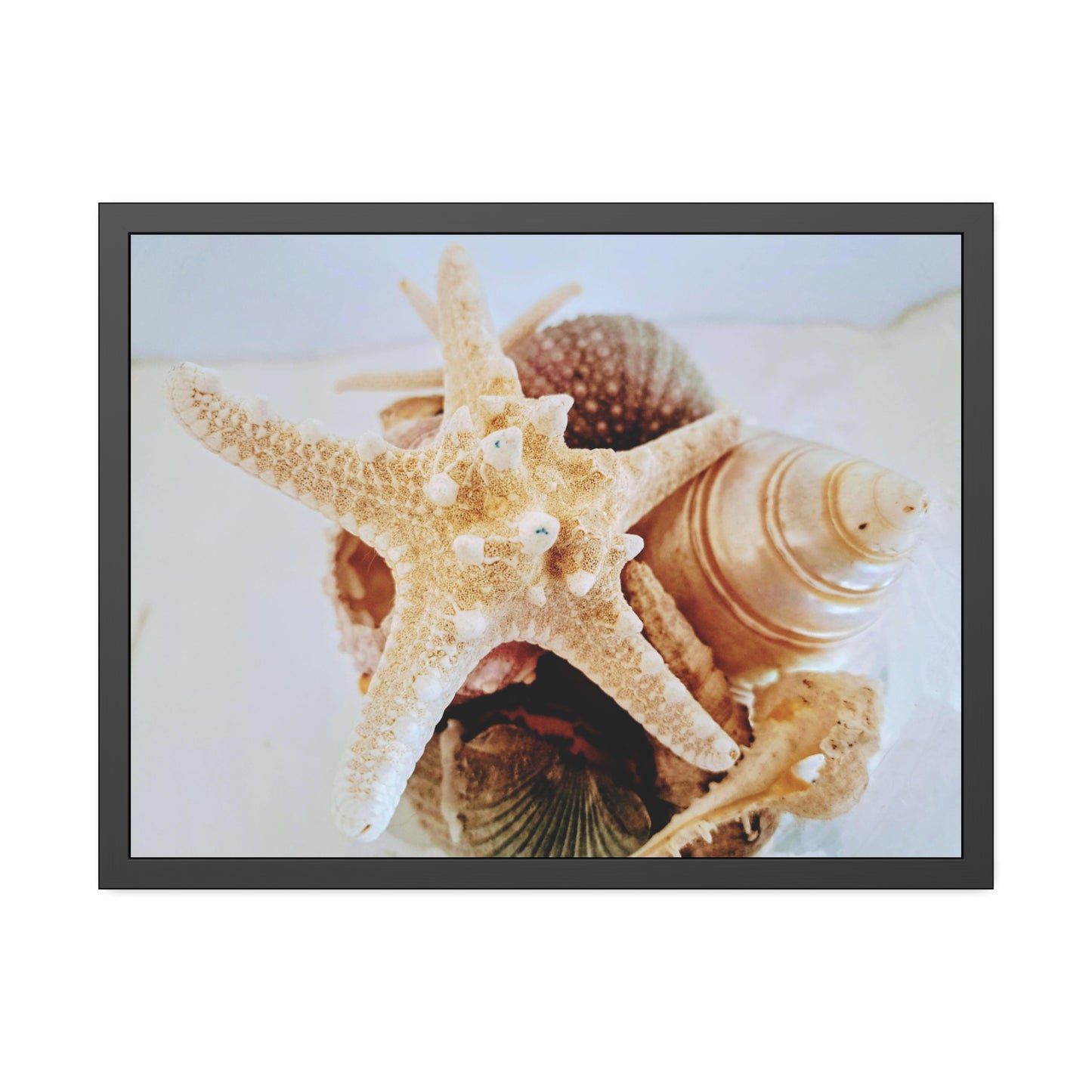 Shells 2 (framed print)