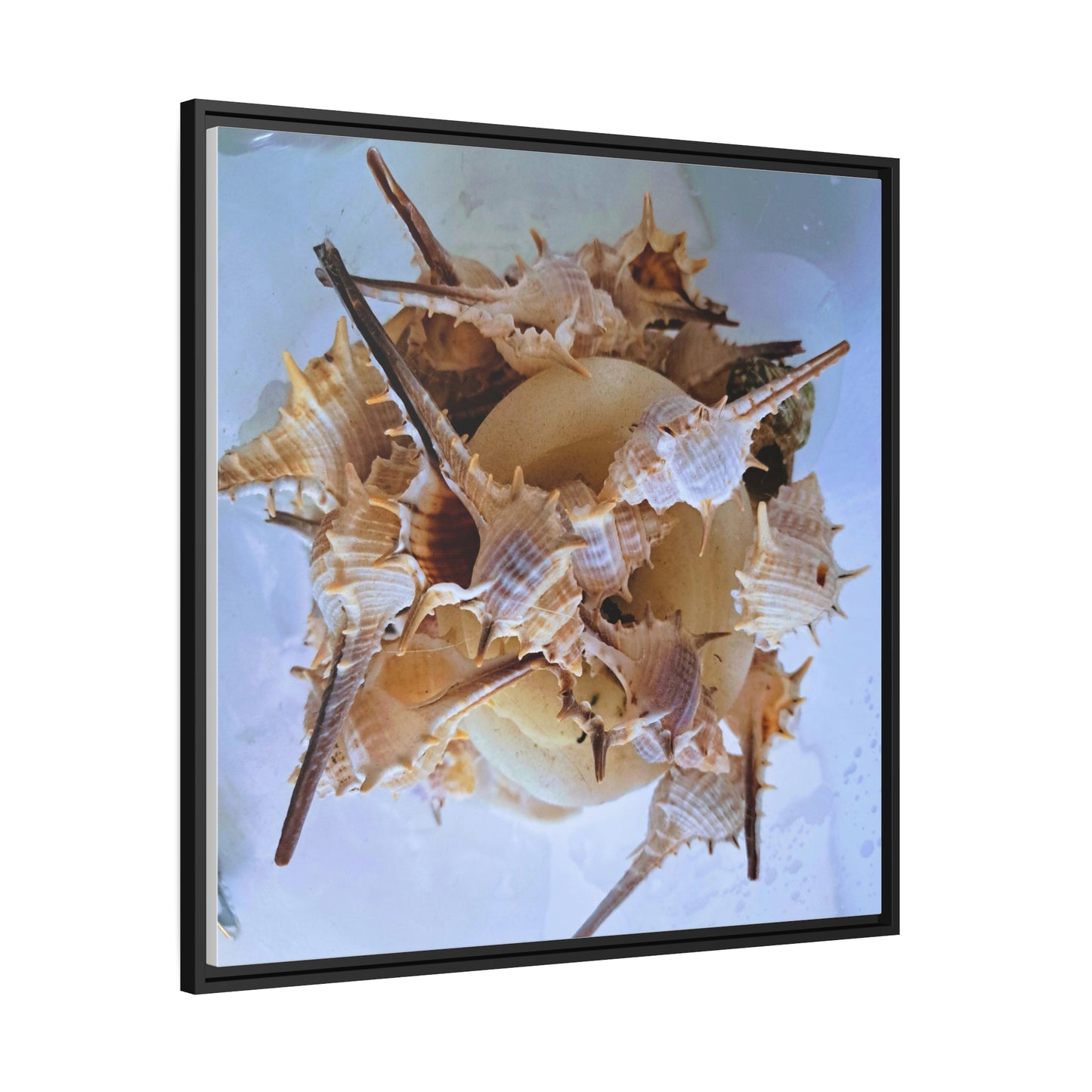 Shells (framed canvas) - Love Ya Wall Art