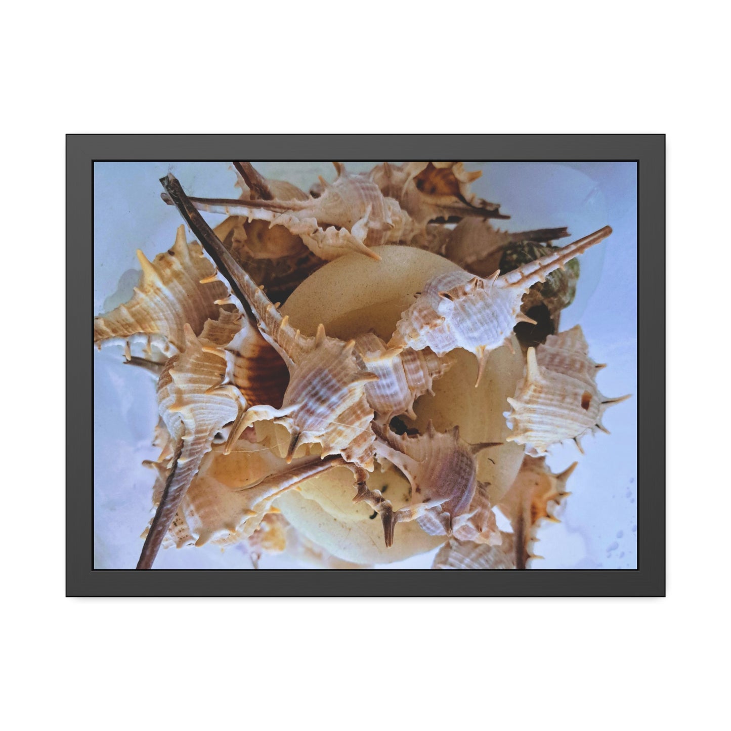 Shells (framed print)