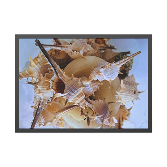 Shells (framed print)