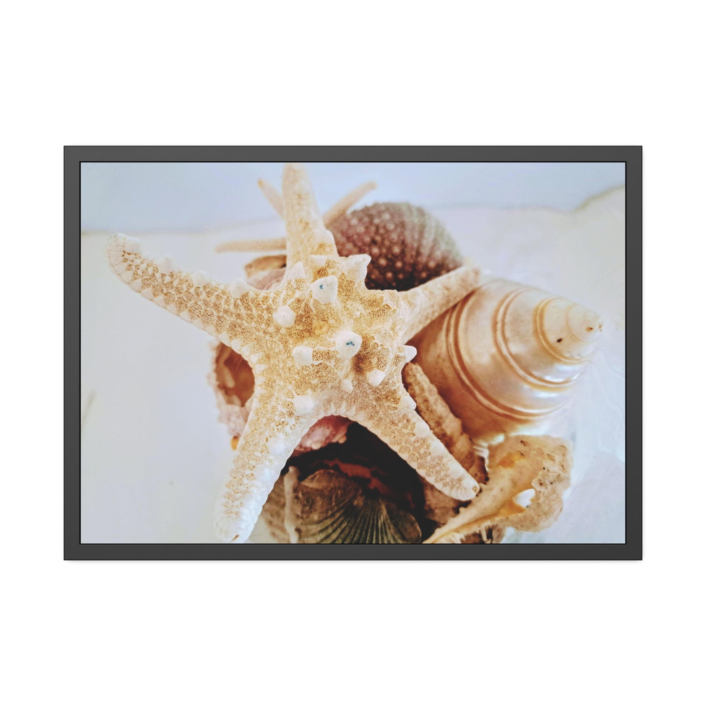 Shells 2 (framed print)