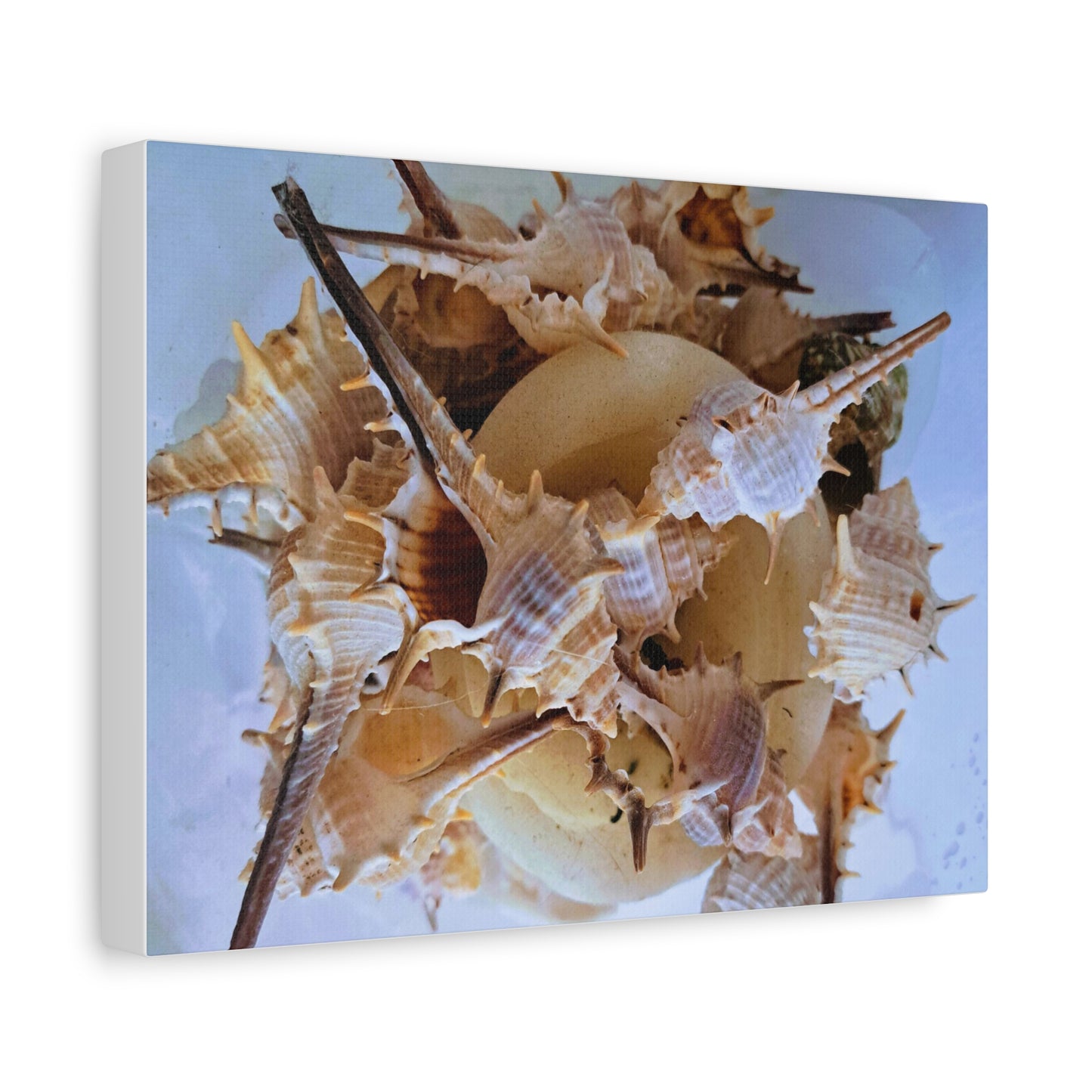 Shells (canvas)