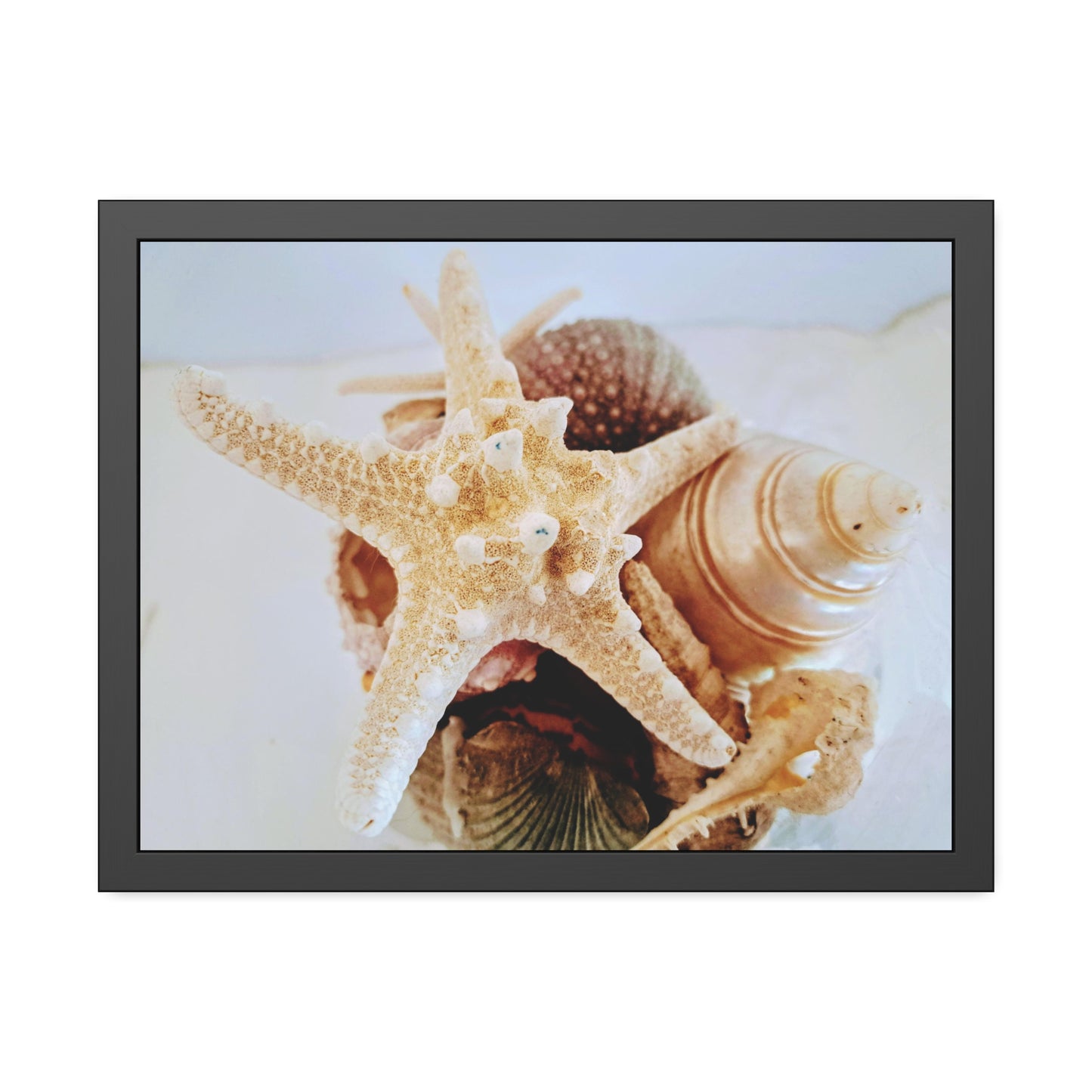 Shells 2 (framed print)