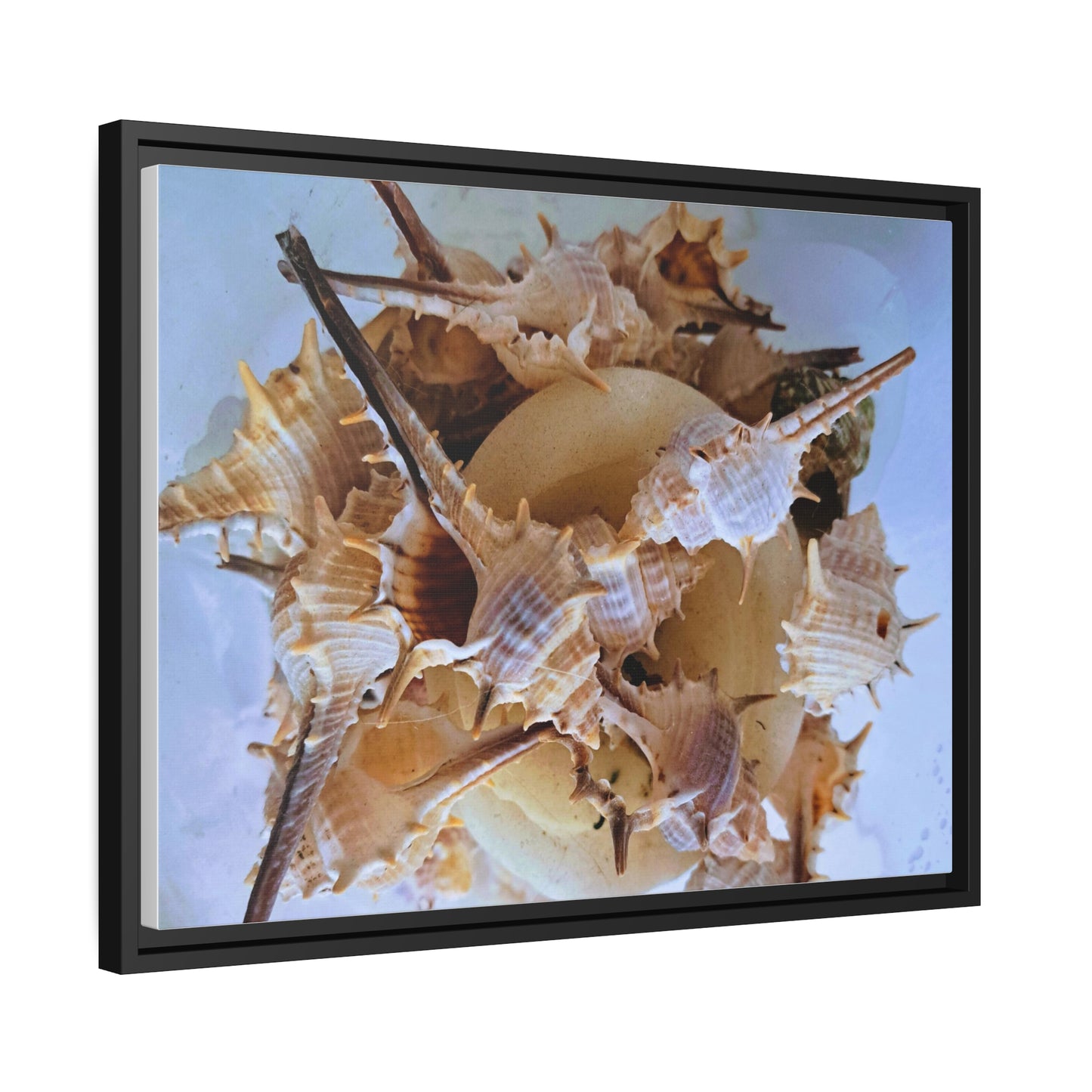 Shells (framed canvas) - Love Ya Wall Art