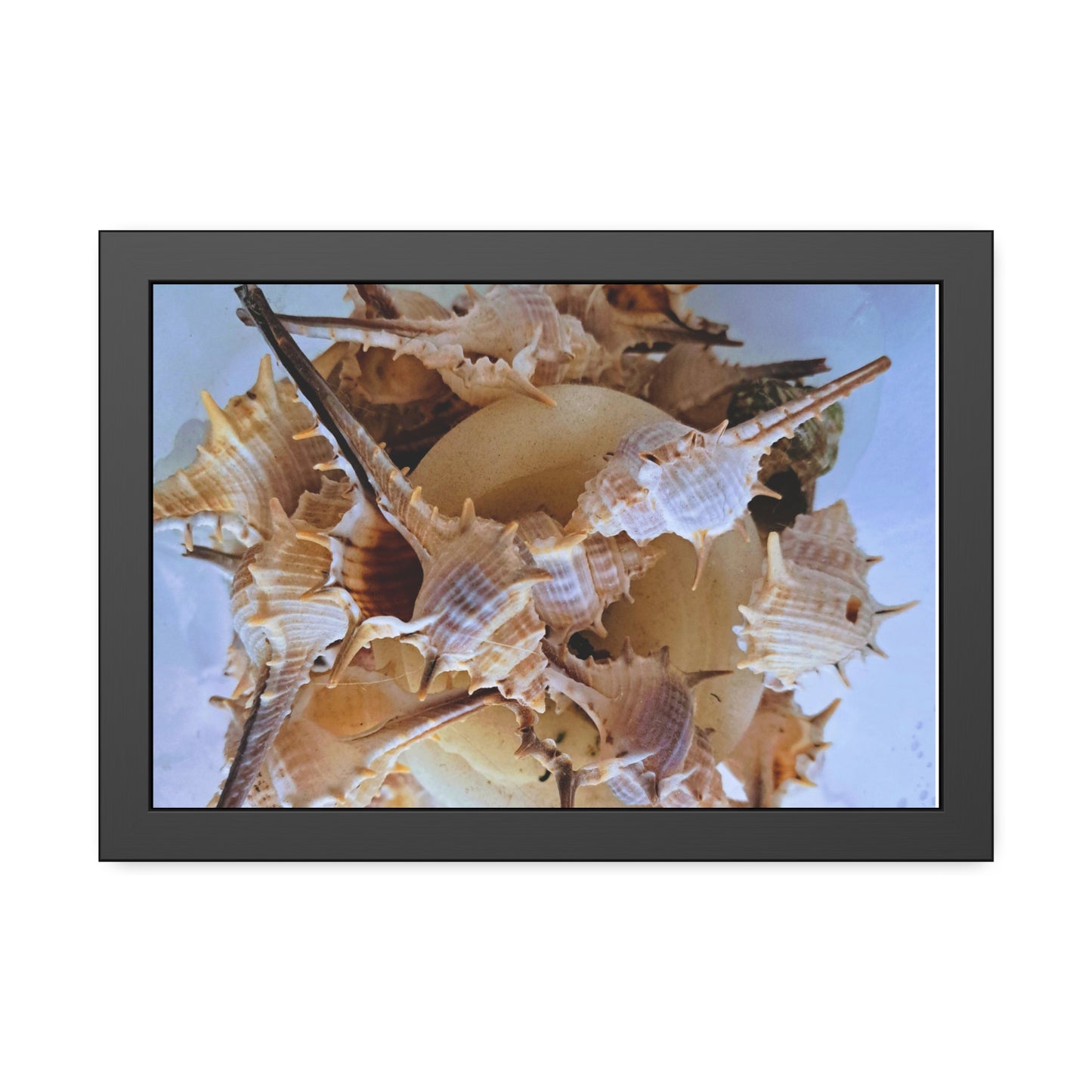 Shells (framed print)