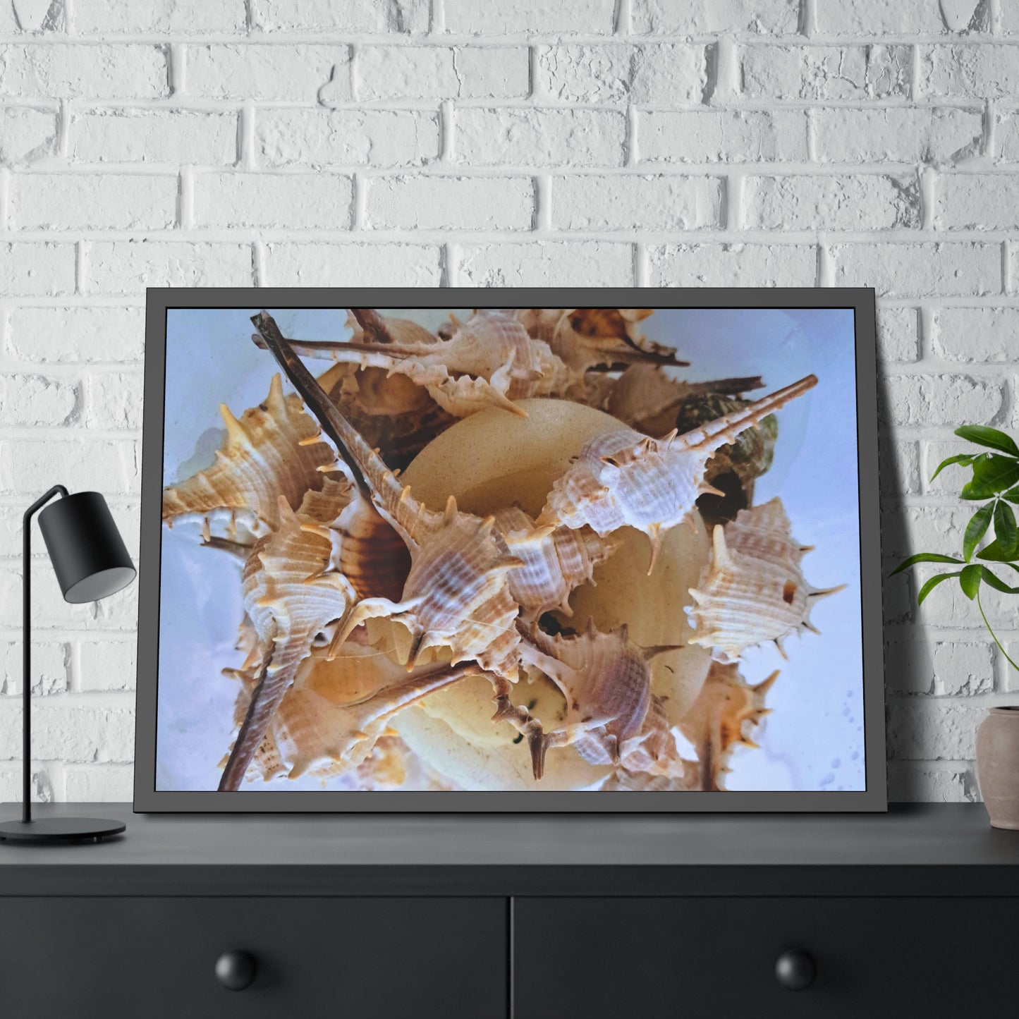 Shells (framed print)