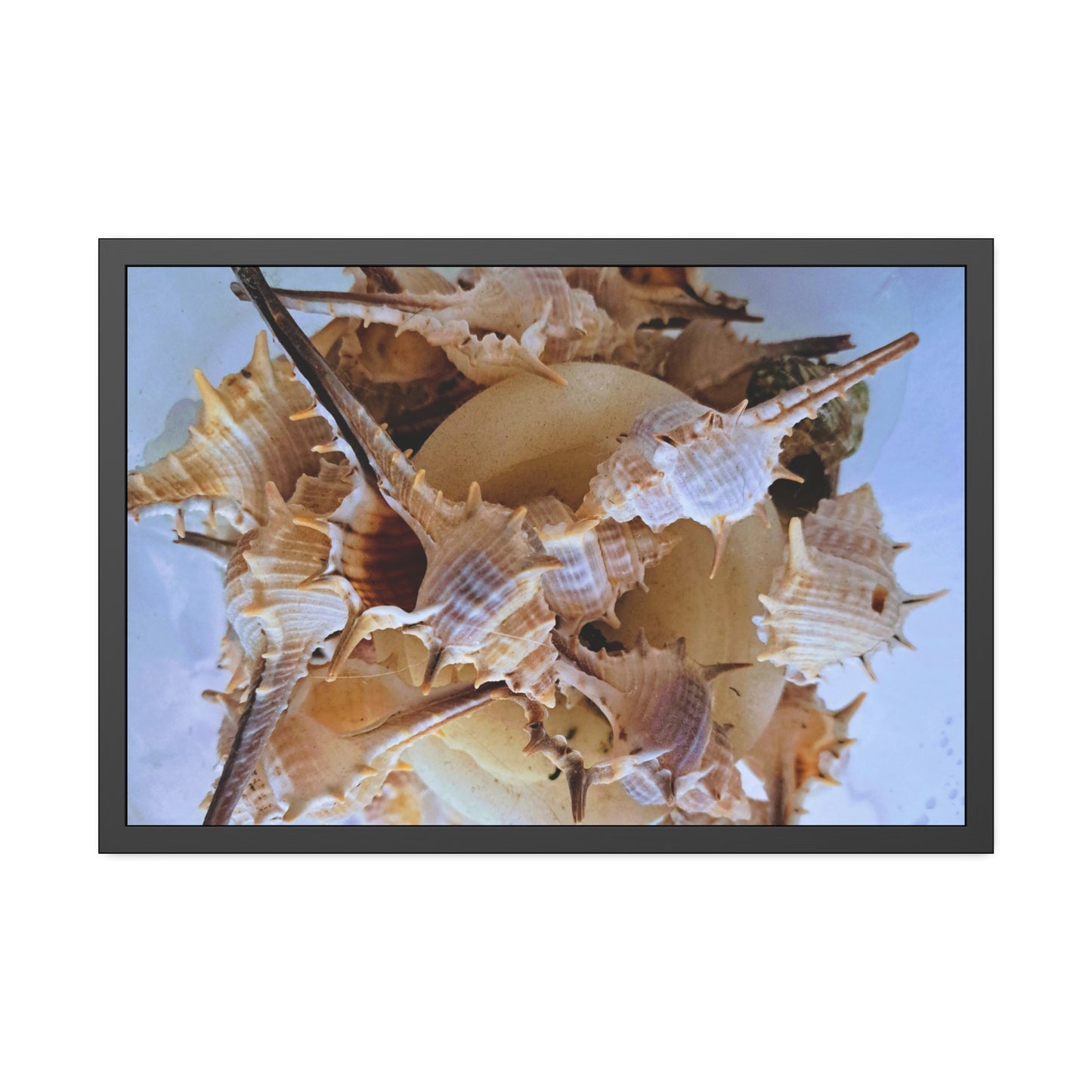 Shells (framed print)