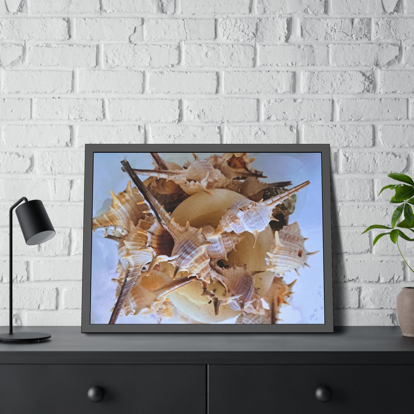 Shells (framed print)