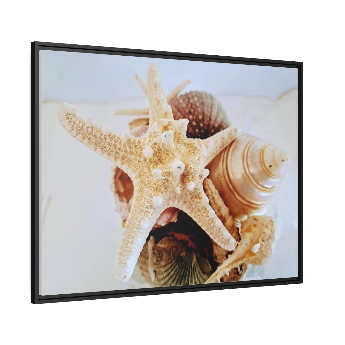 Shells 2 (framed canvas)