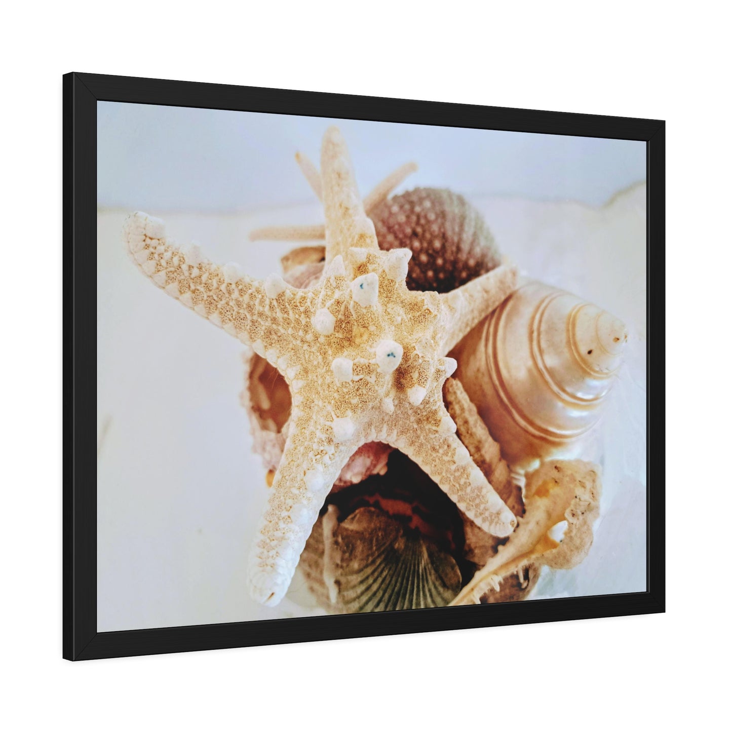 Shells 2 (framed print)