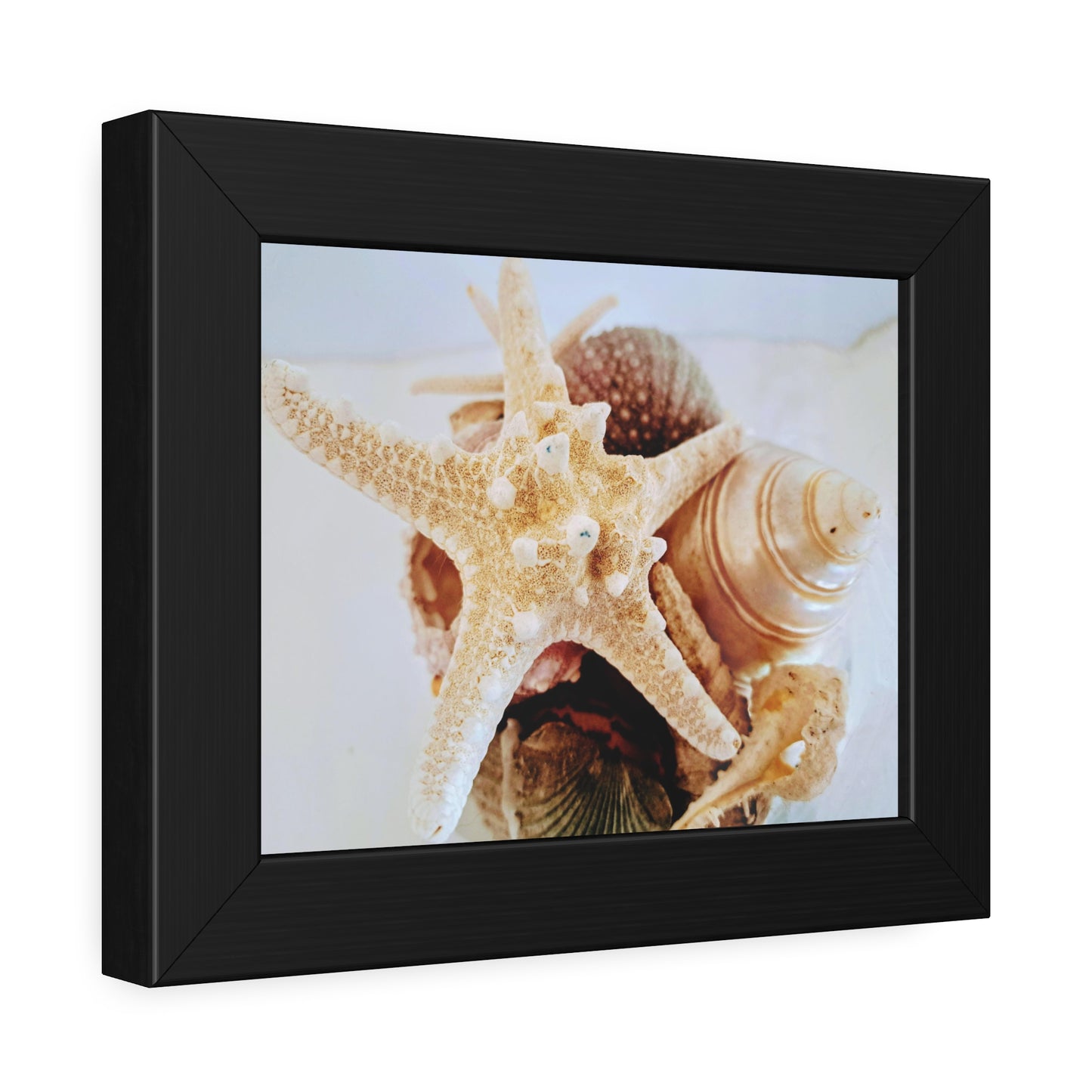 Shells 2 (framed print)