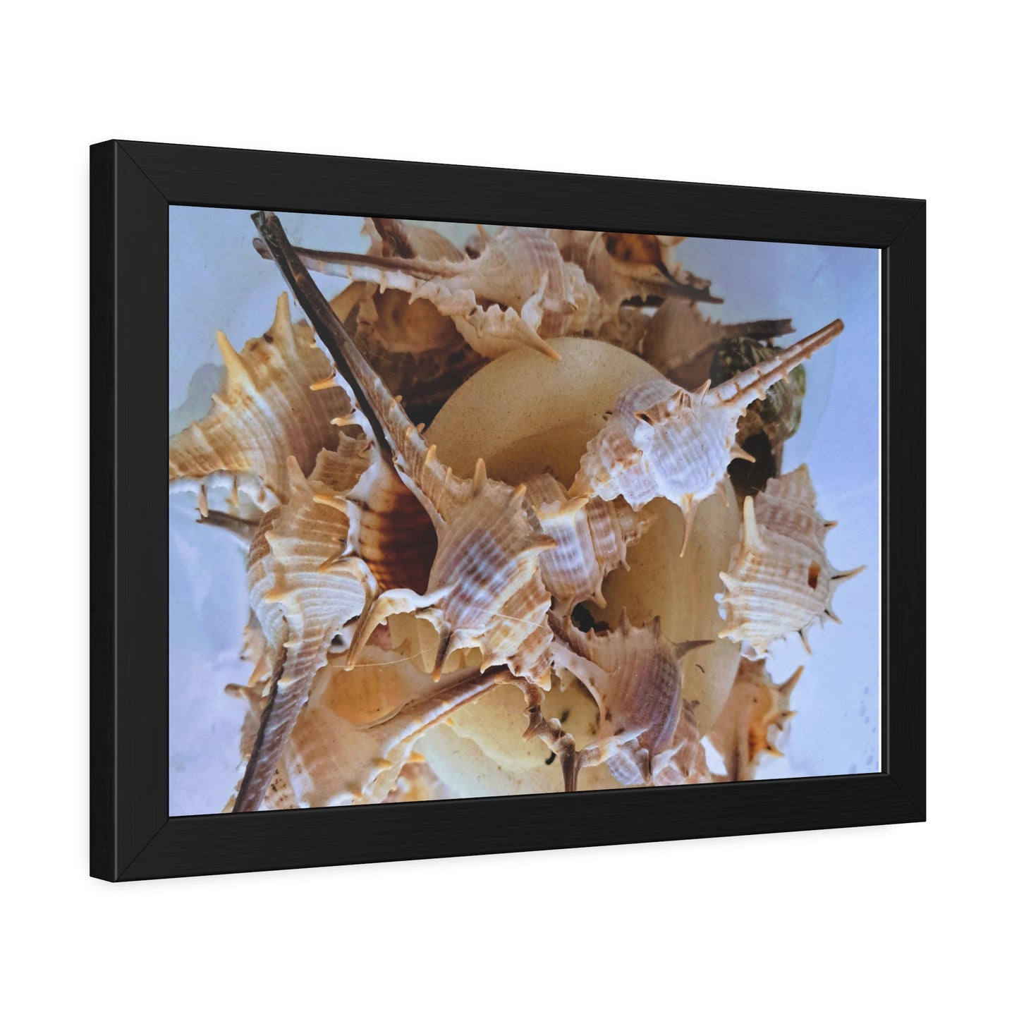 Shells (framed print)