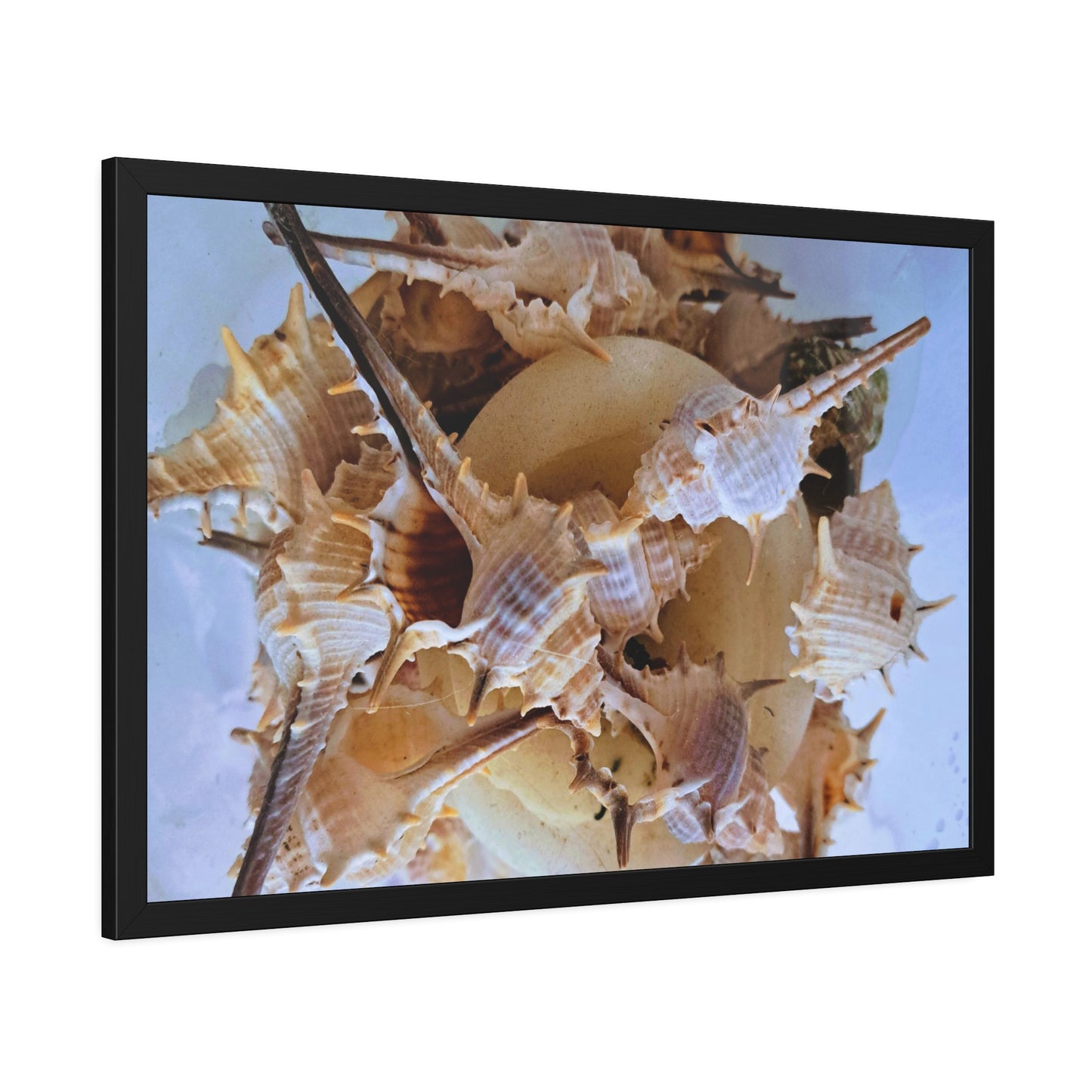 Shells (framed print)