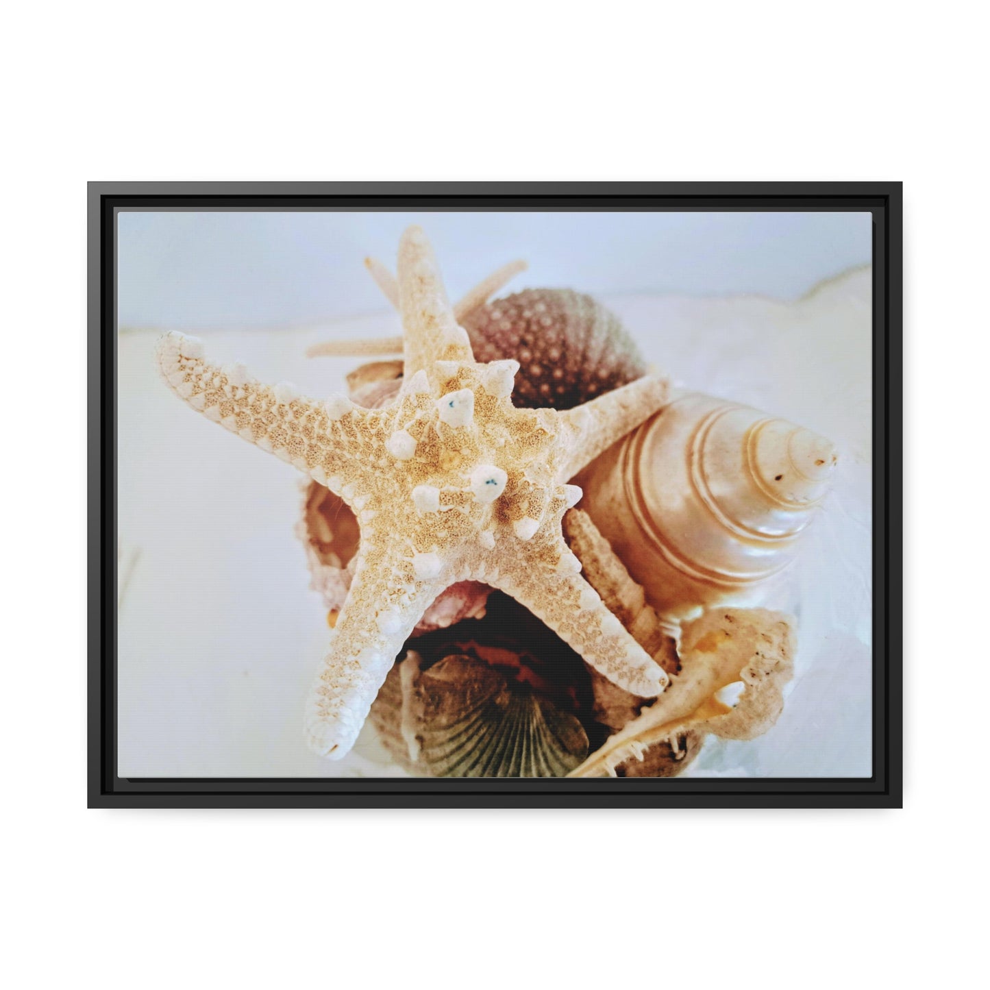 Shells 2 (framed canvas)