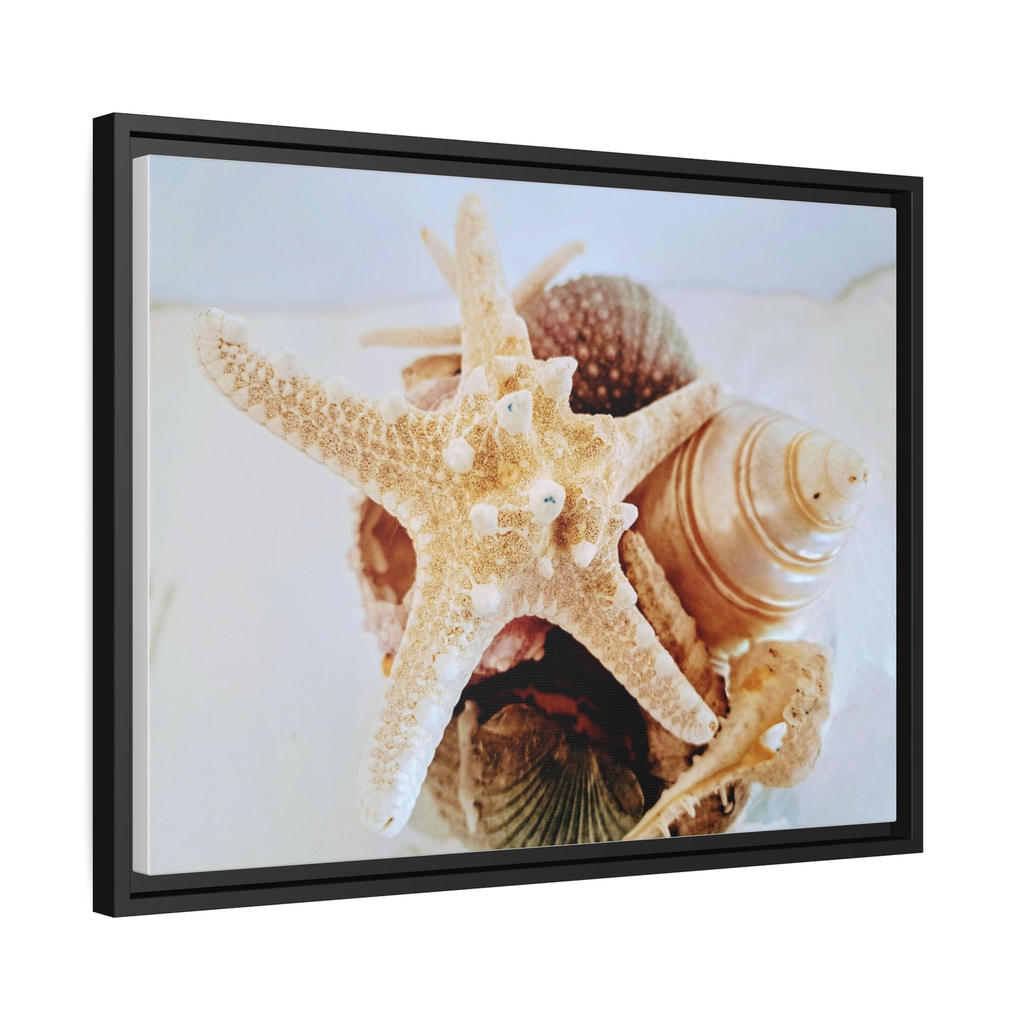 Shells 2 (framed canvas)