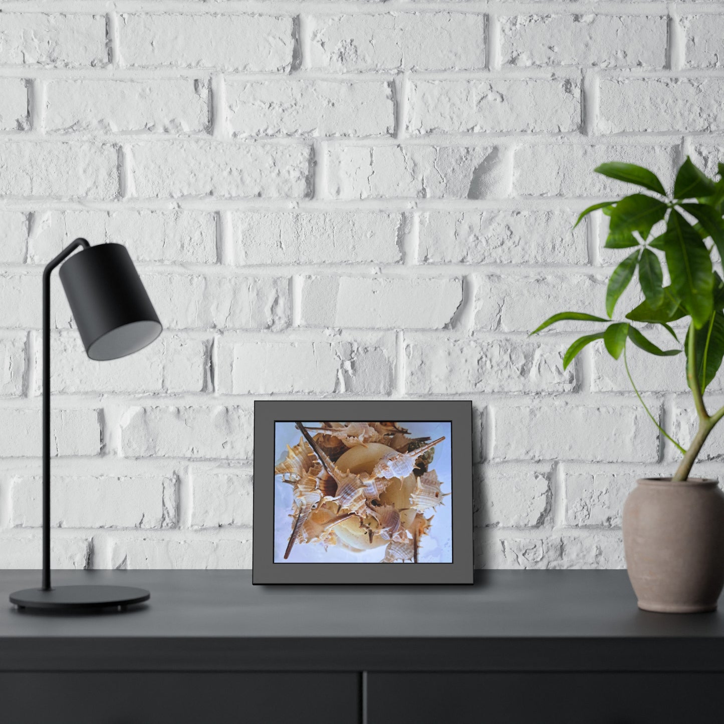 Shells (framed print)