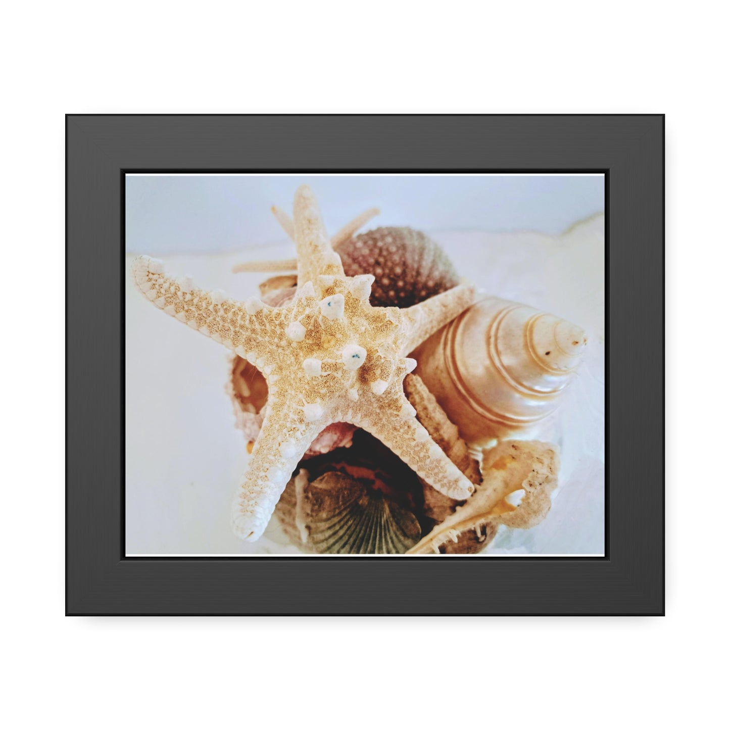 Shells 2 (framed print)