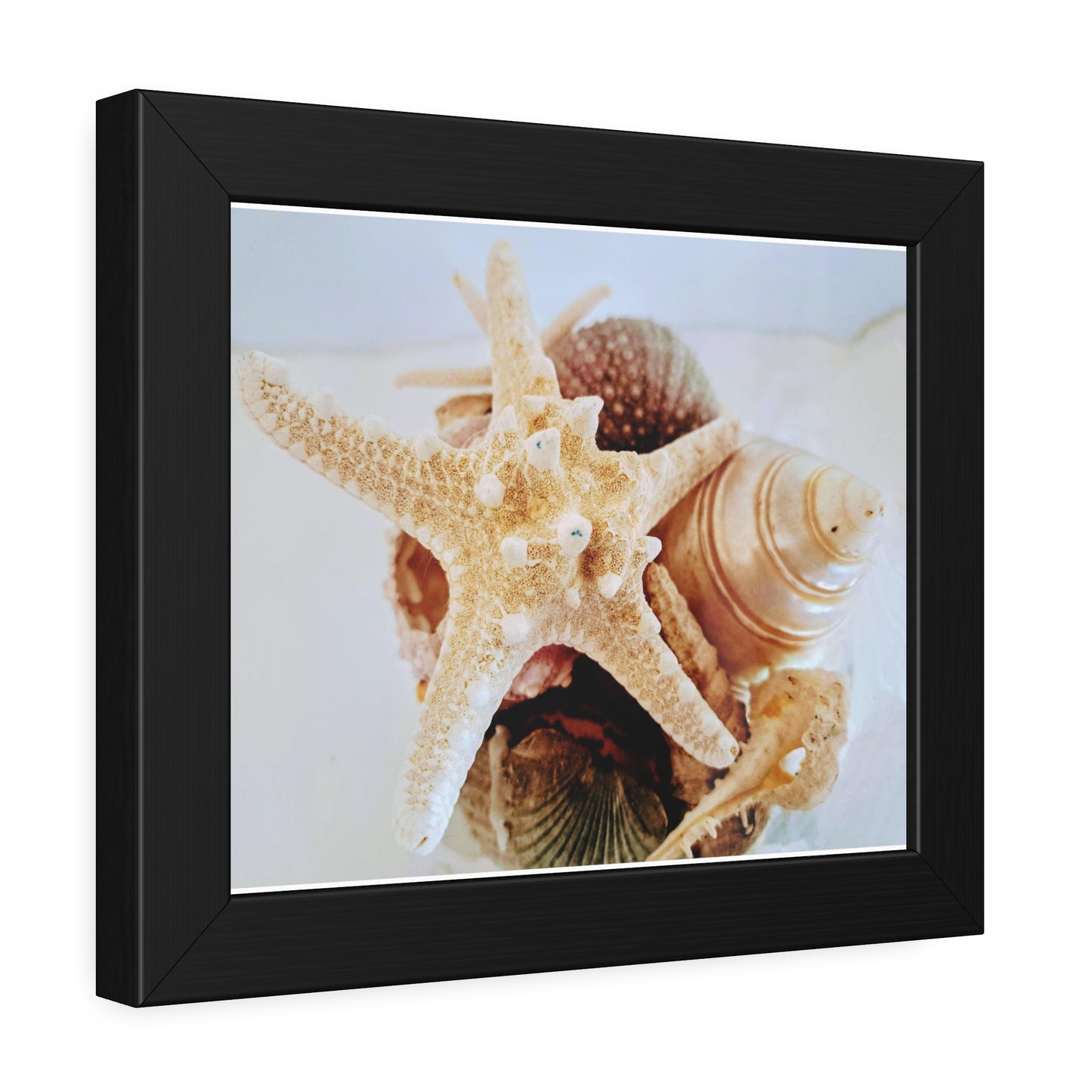 Shells 2 (framed print)