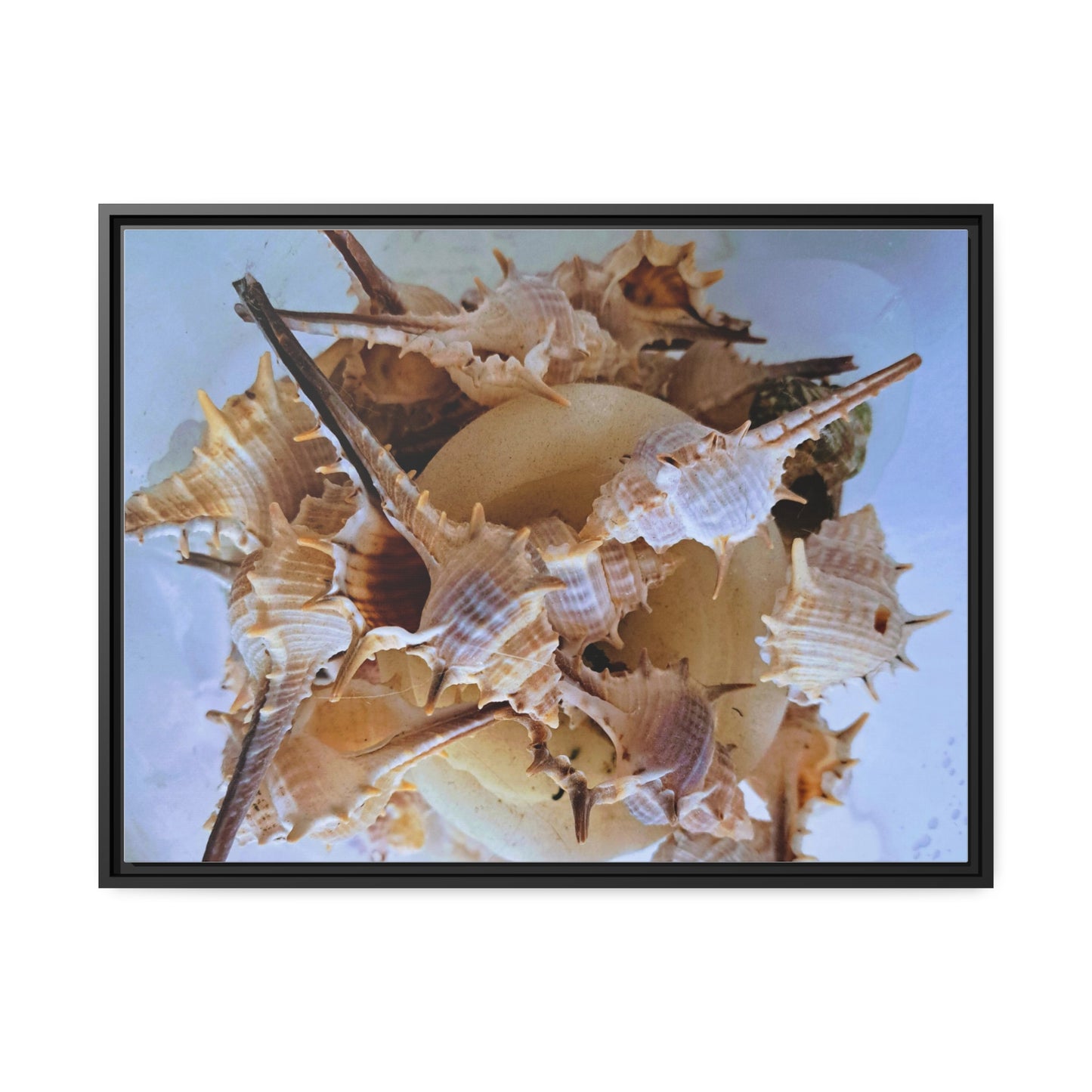 Shells (framed canvas) - Love Ya Wall Art