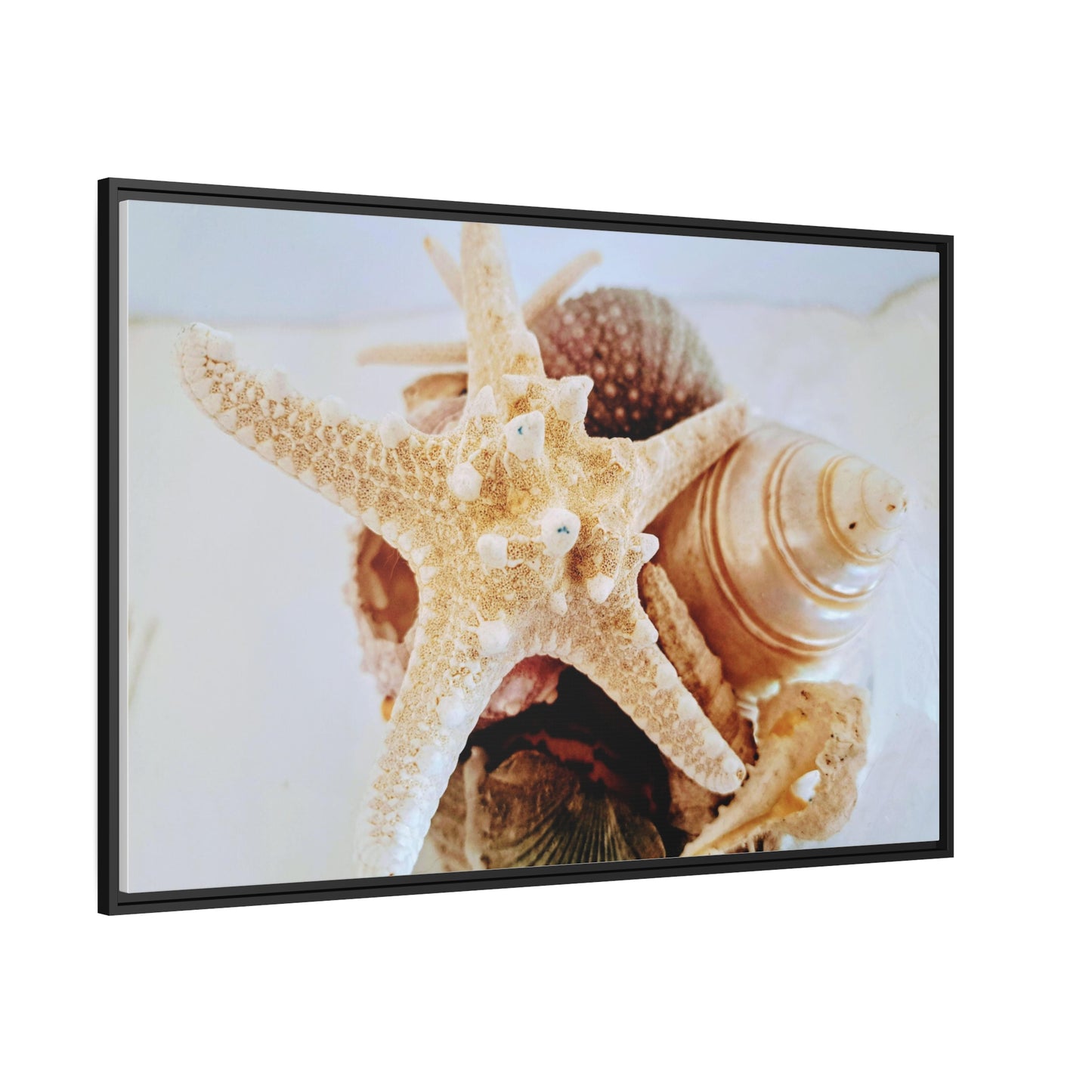 Shells 2 (framed canvas)