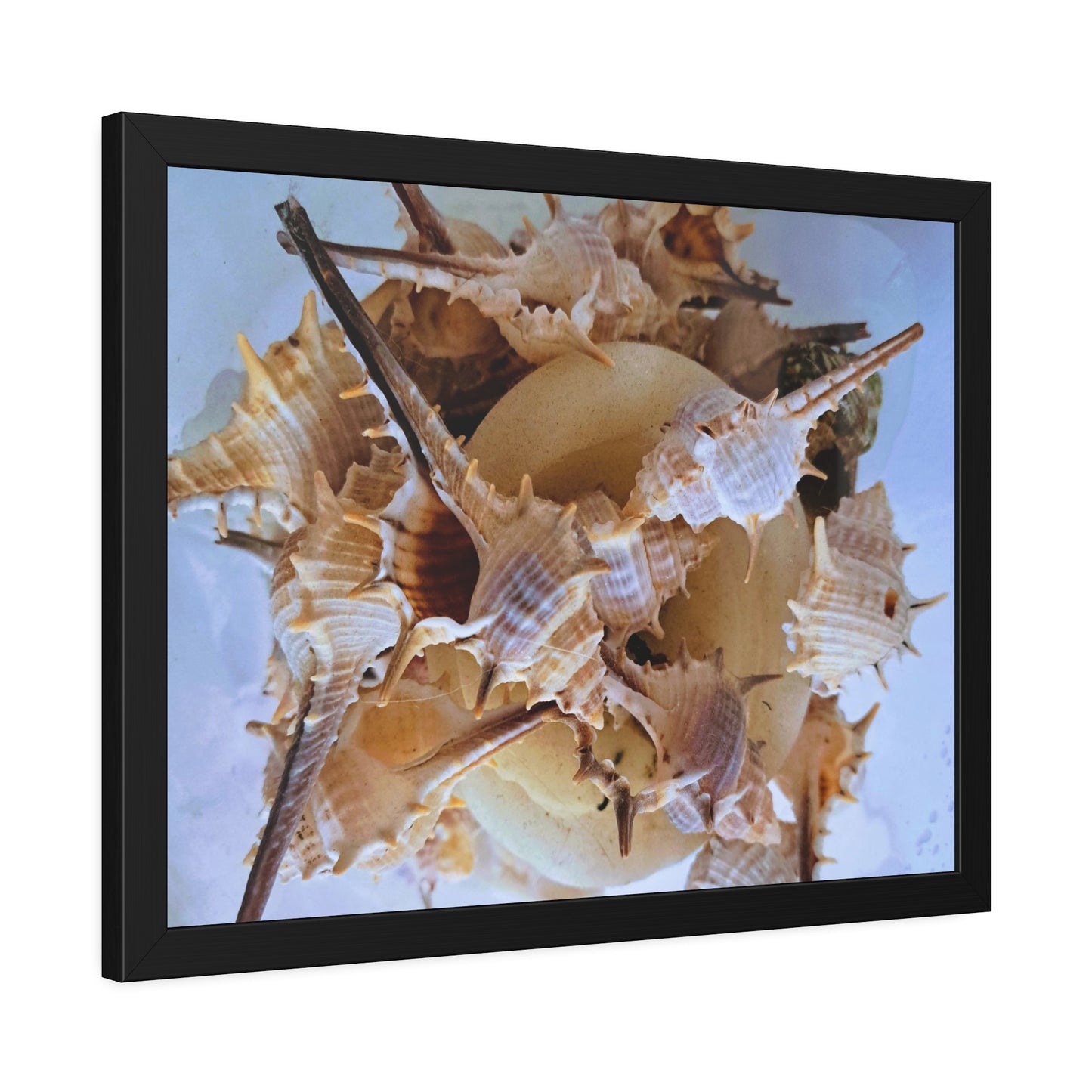 Shells (framed print)