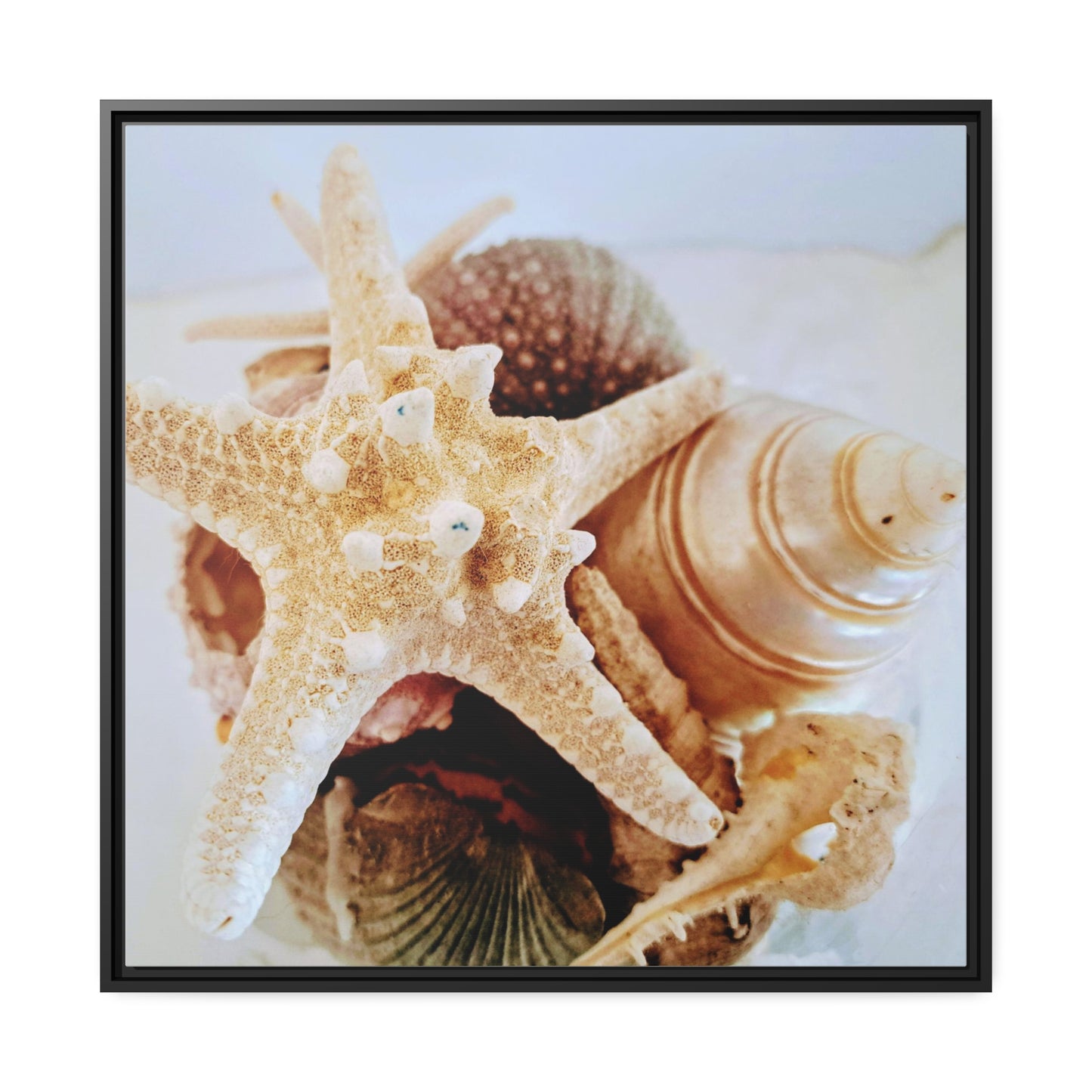 Shells 2 (framed canvas)