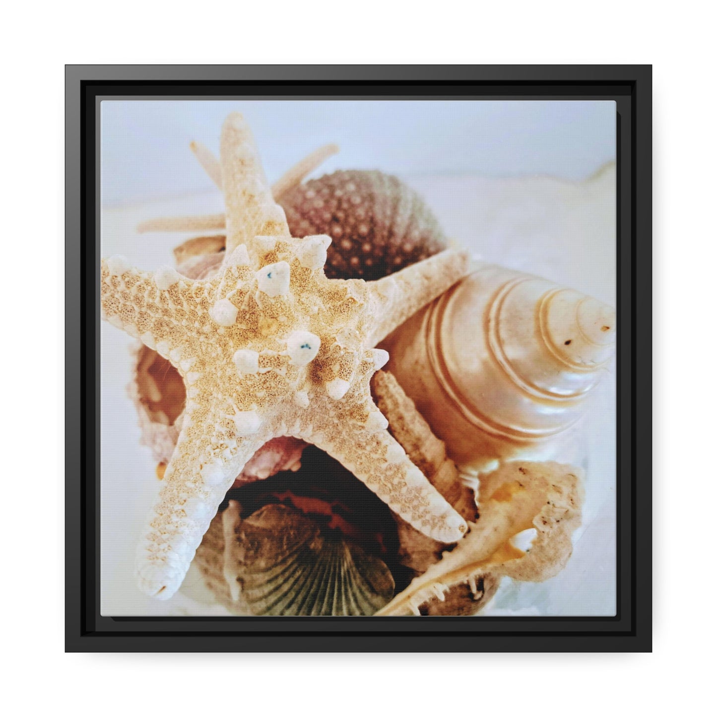 Shells 2 (framed canvas)