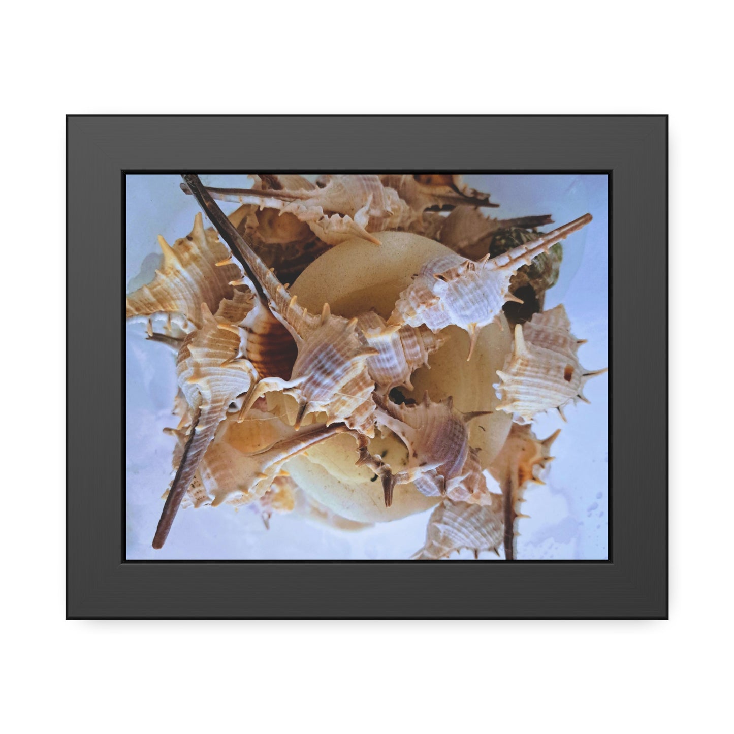 Shells (framed print)