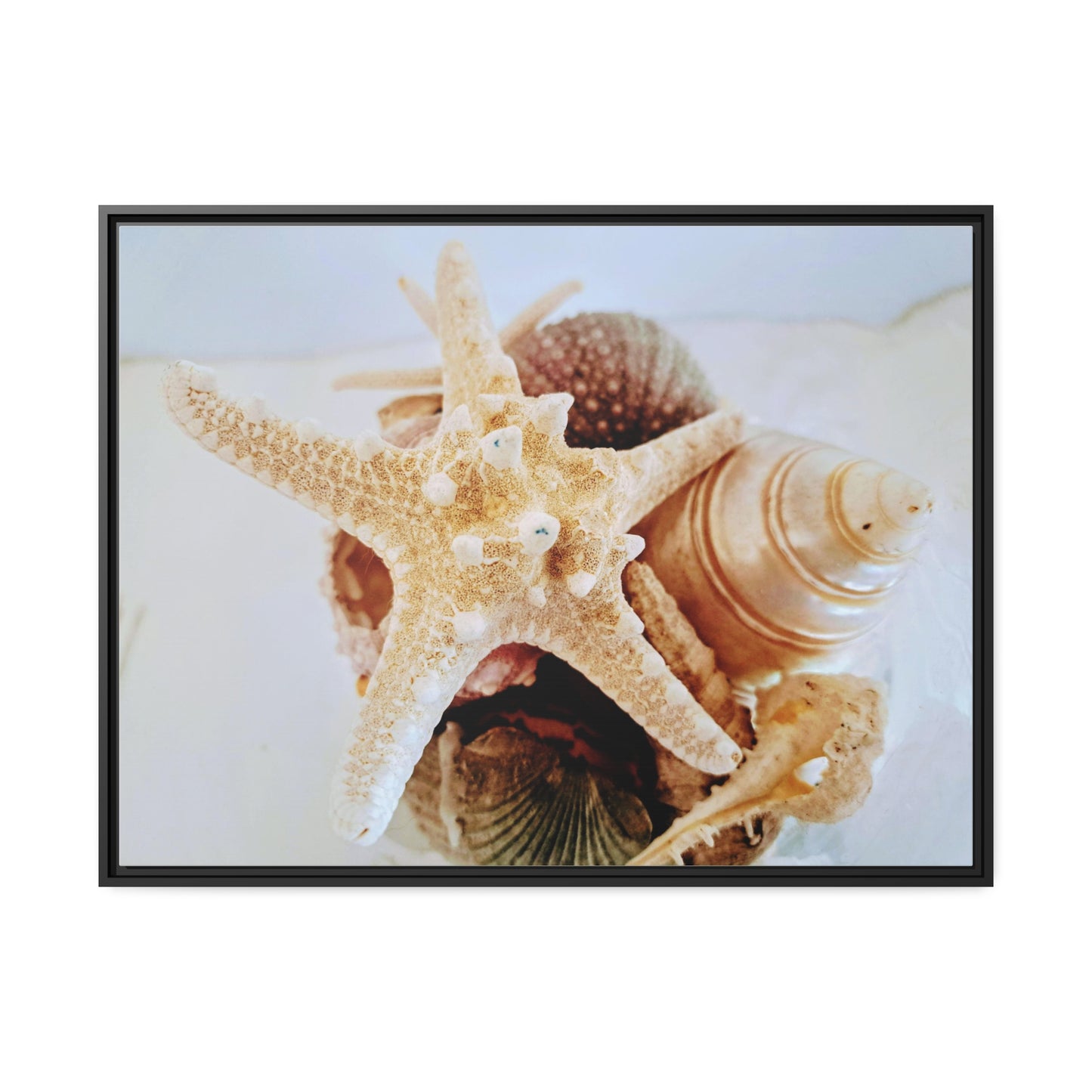 Shells 2 (framed canvas)