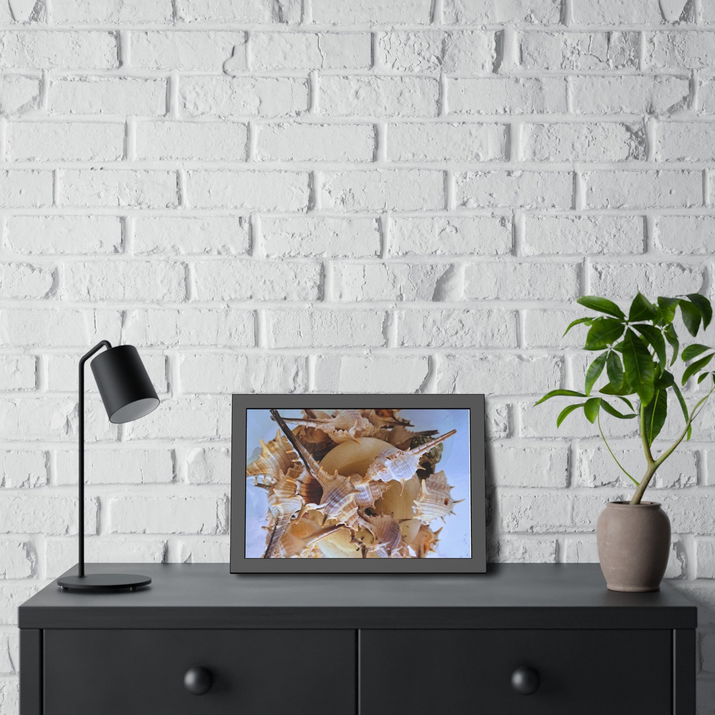 Shells (framed print)